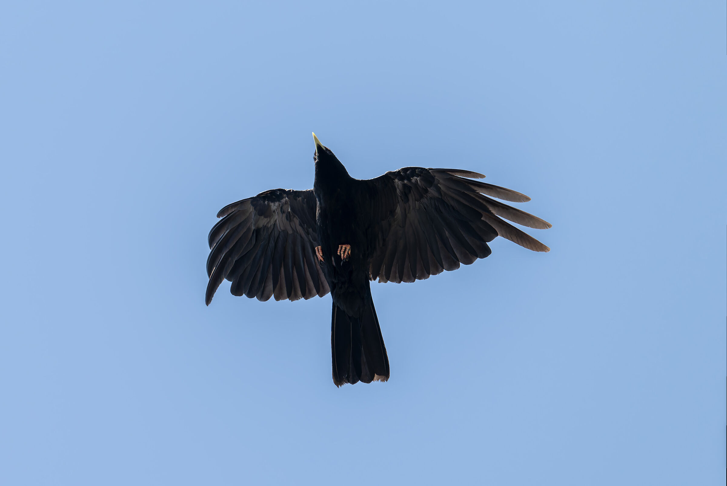 Pyrrhocorax graculus (Alpine Chough)