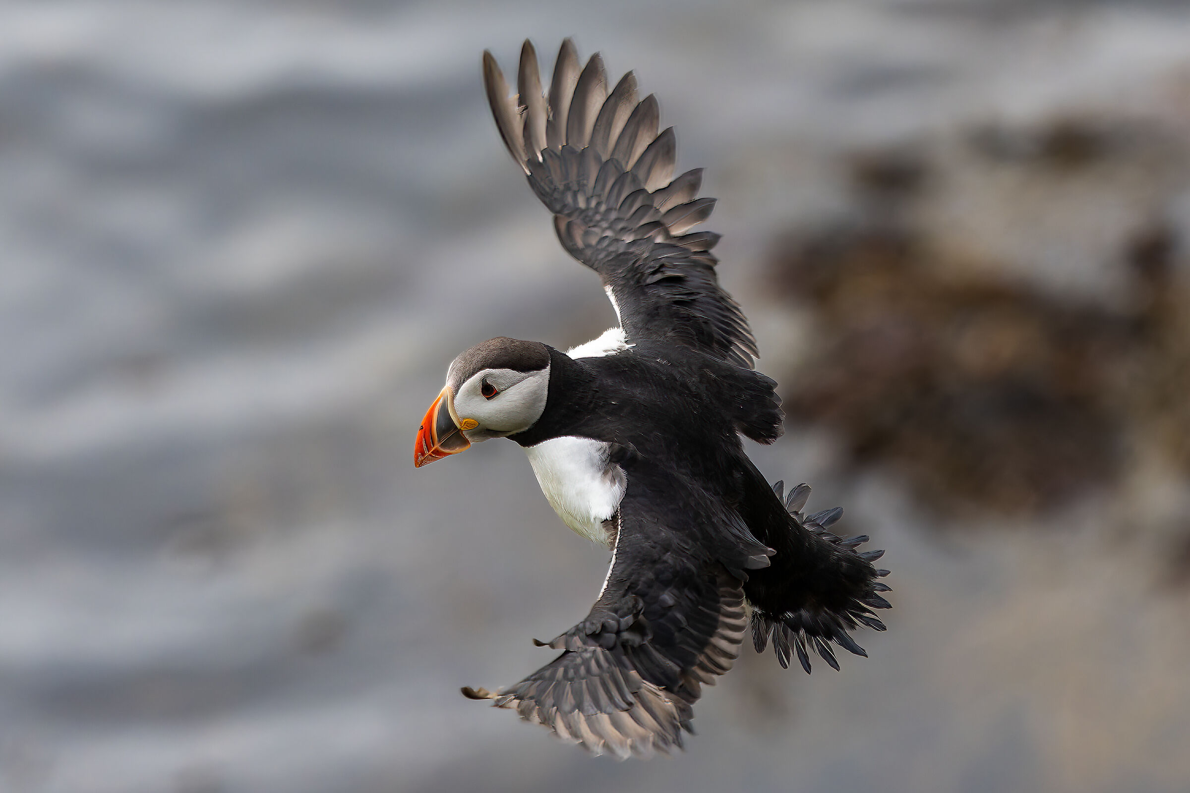 Puffin on the fly