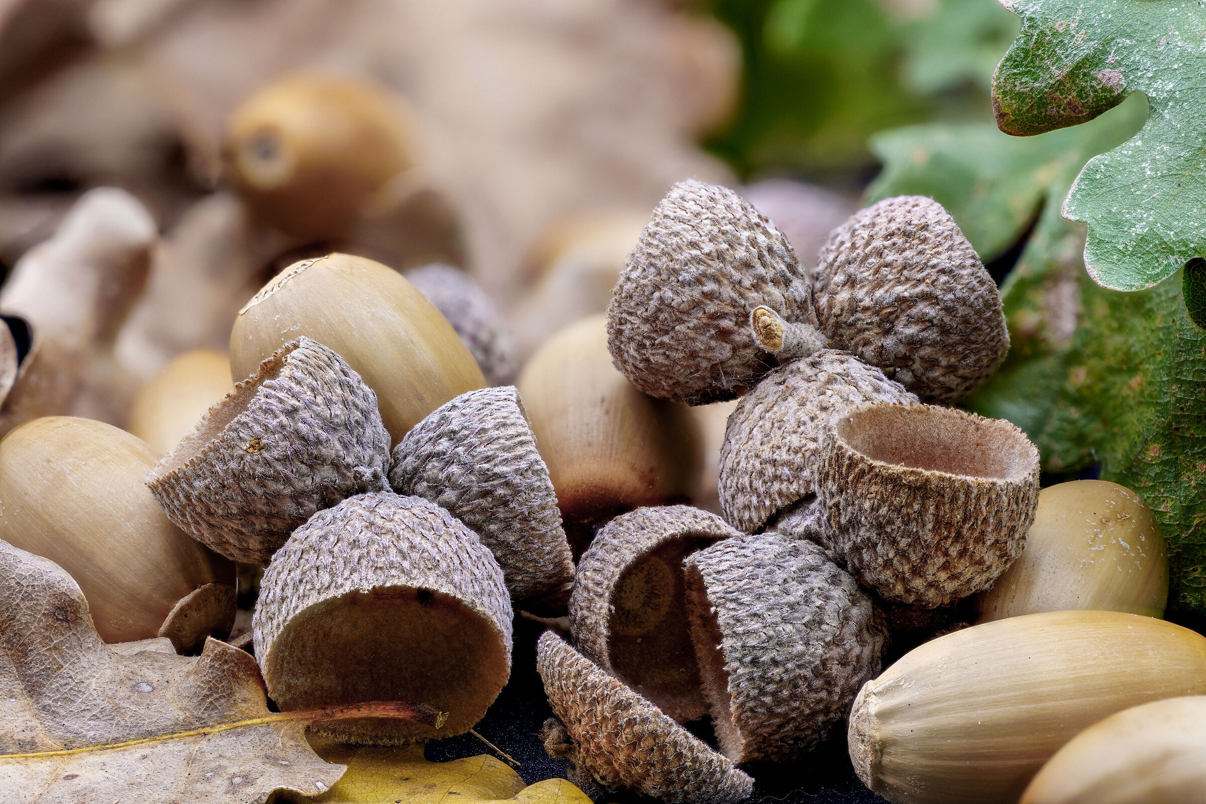 Acorns