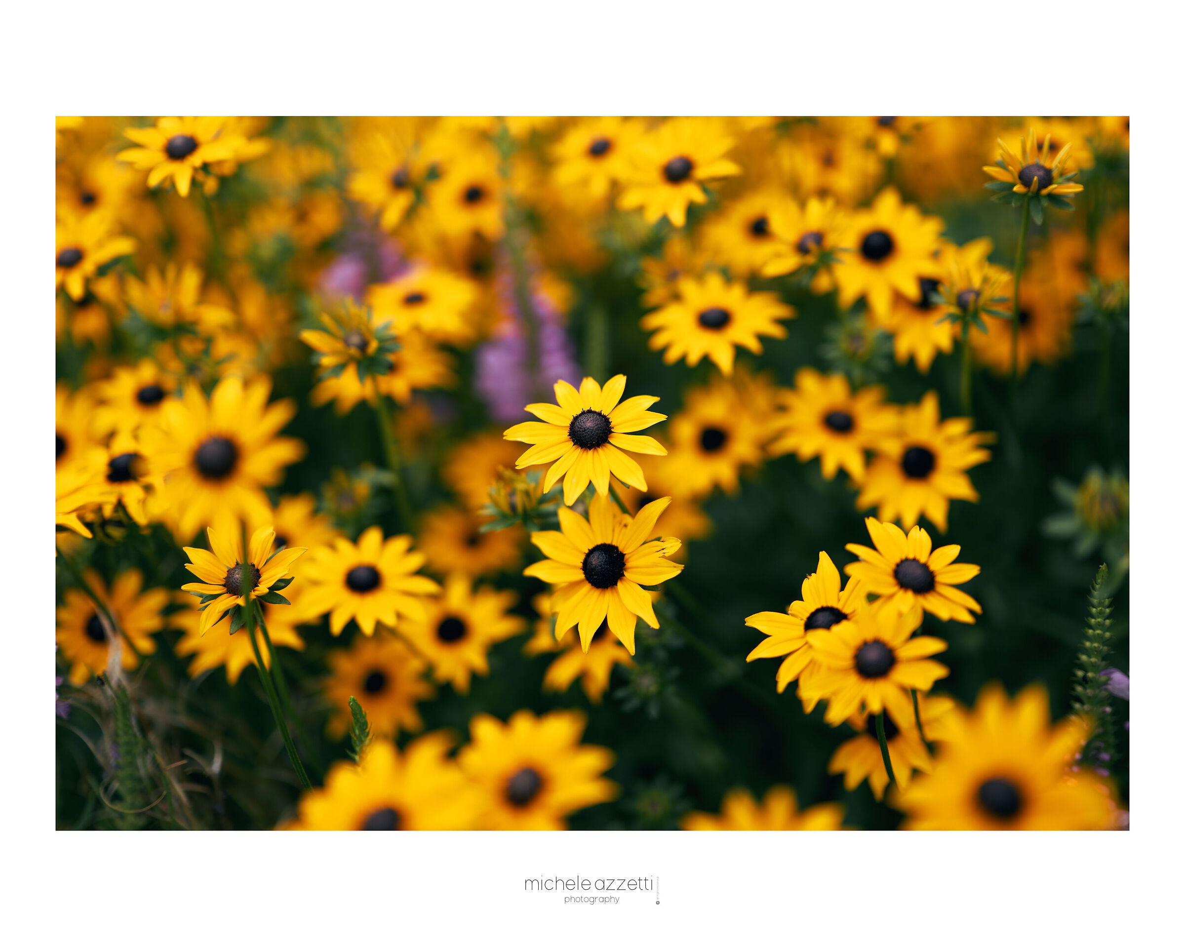 Flowers at Levico Park