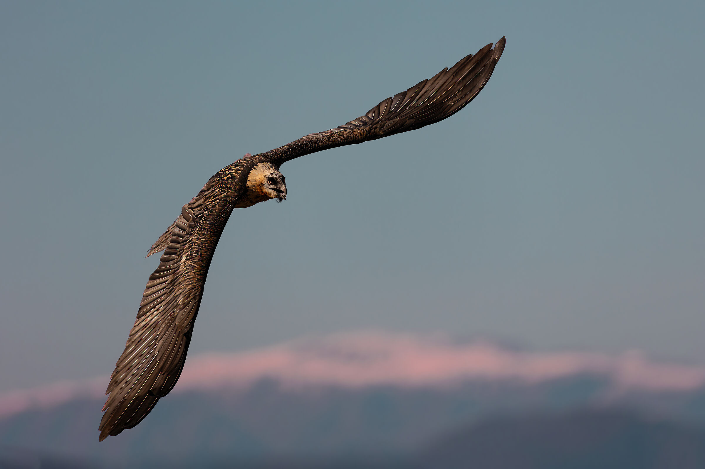 Bearded Vulture