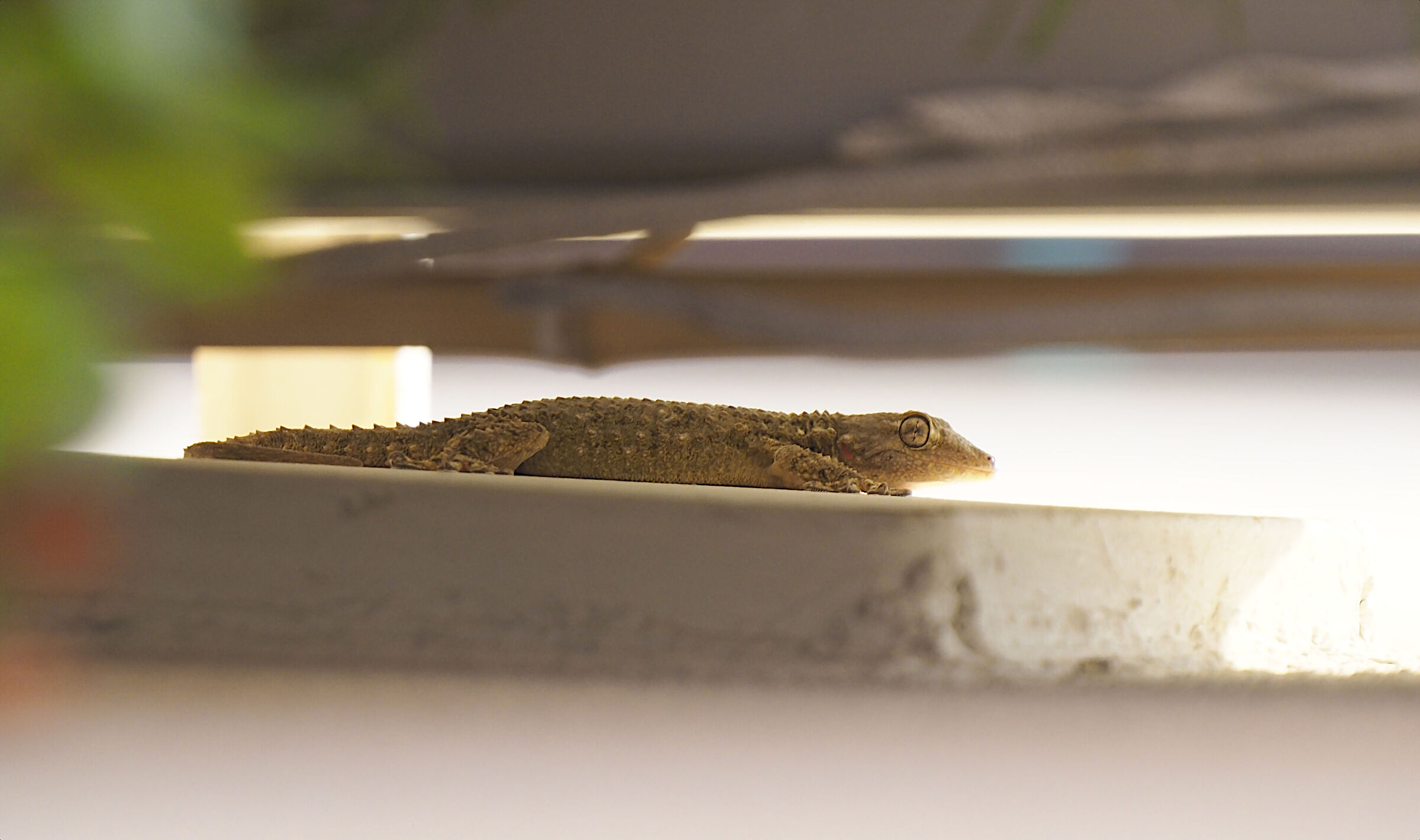 The gecko on my terrace, which my wife doesn't know...