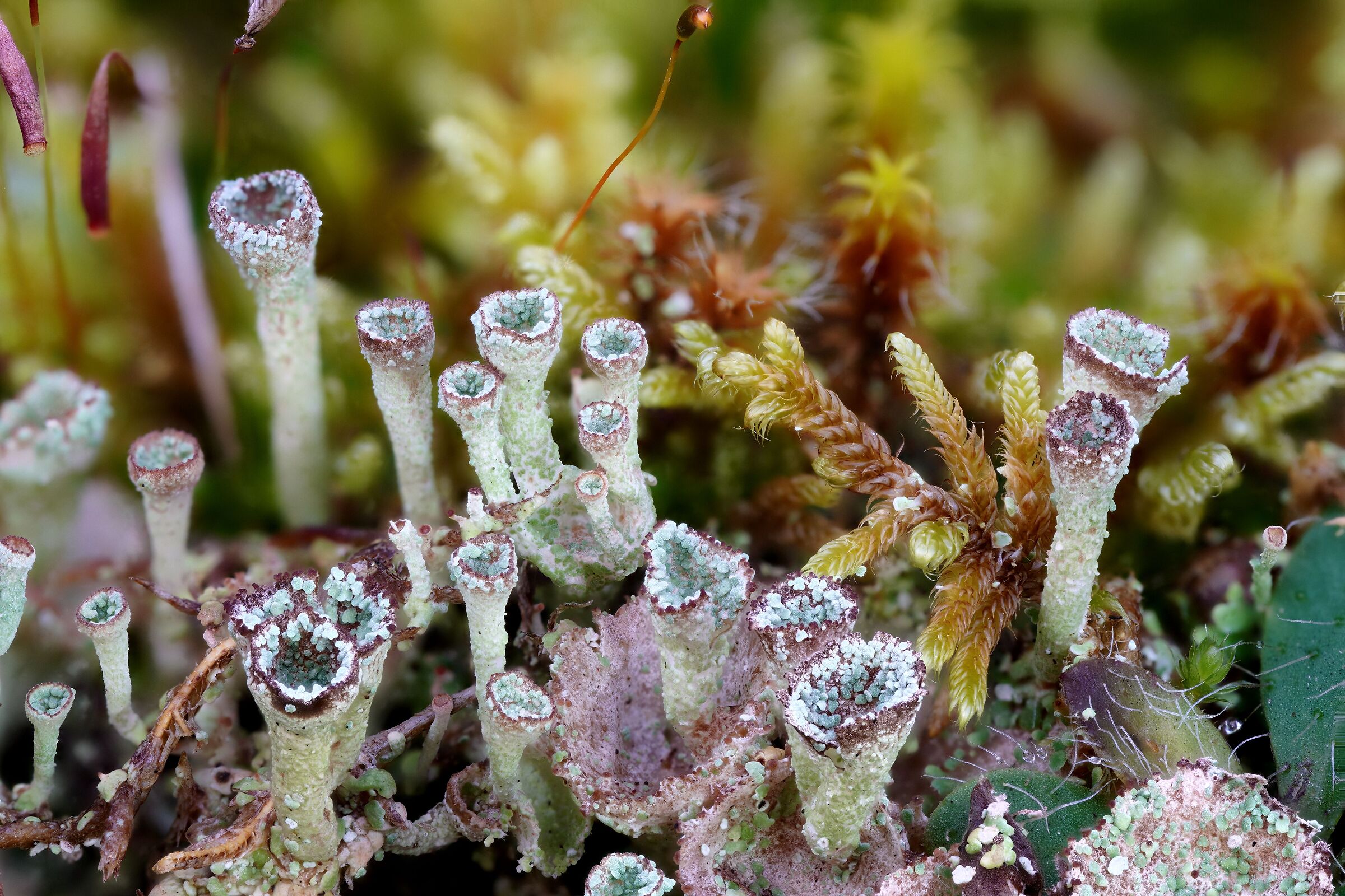 Lichens