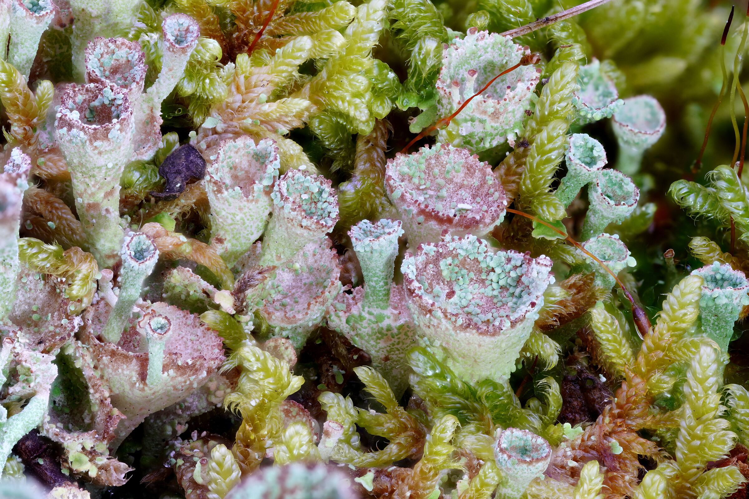 Lichens