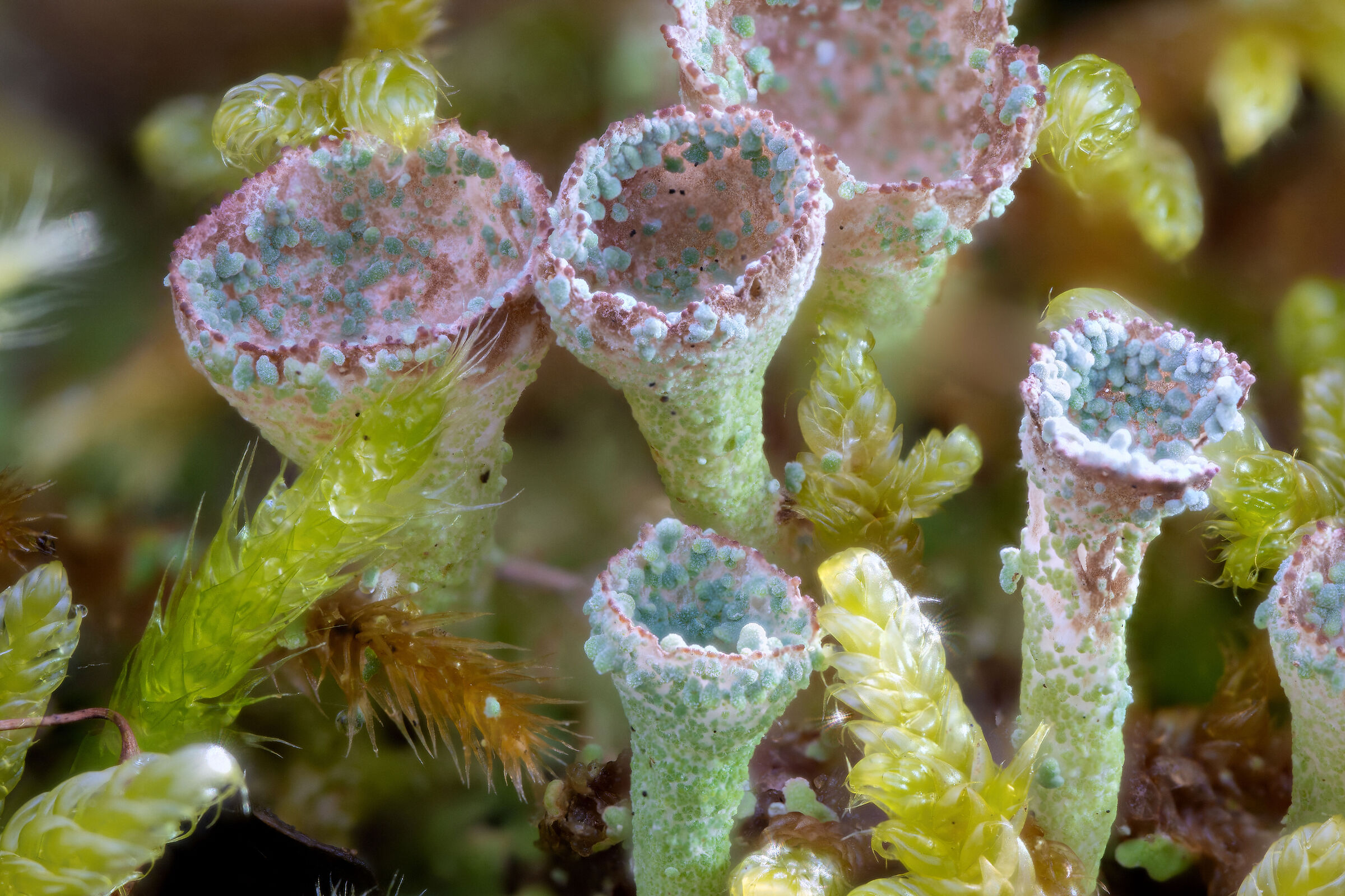 Lichens