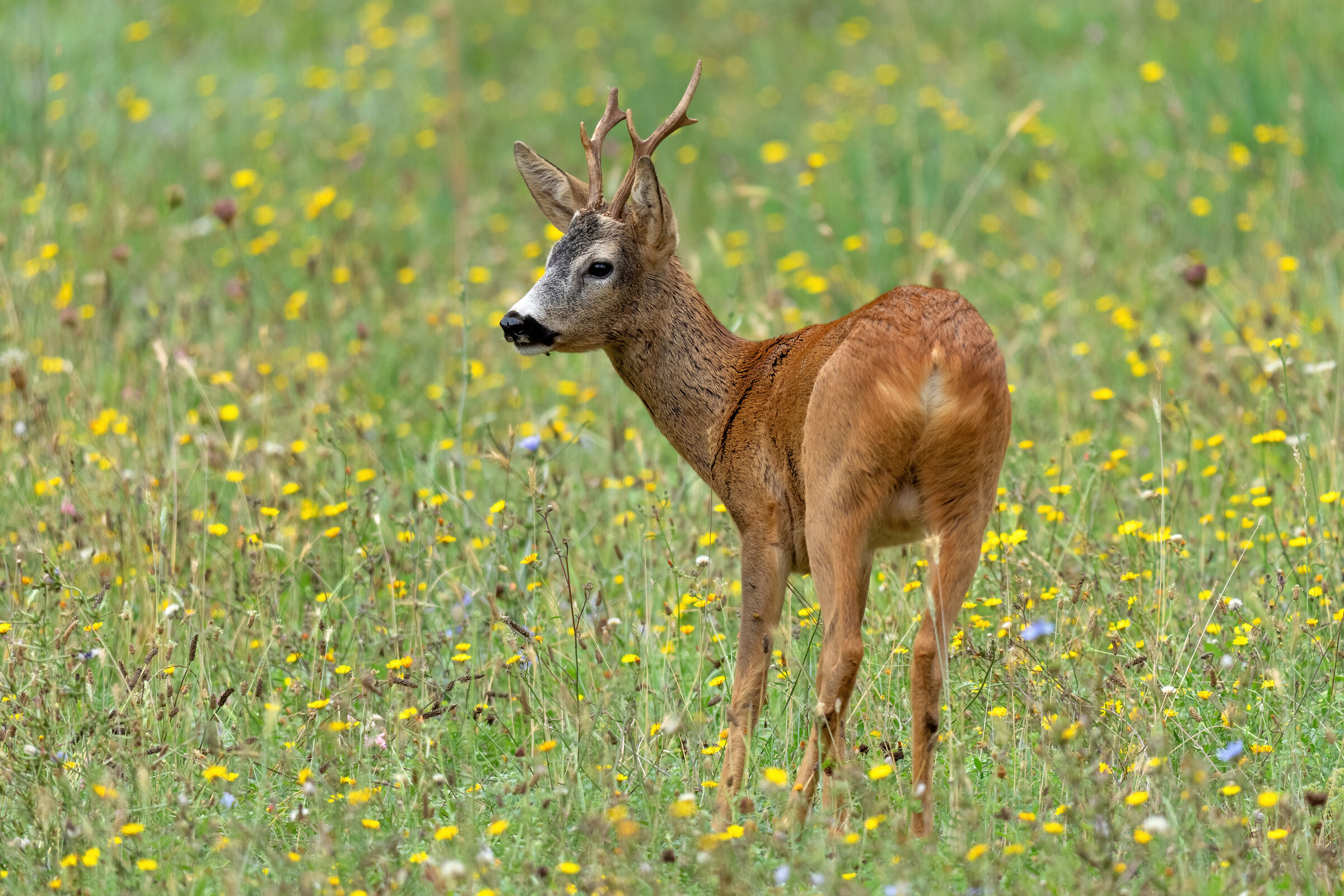 Un bel maschio di Capriolo
