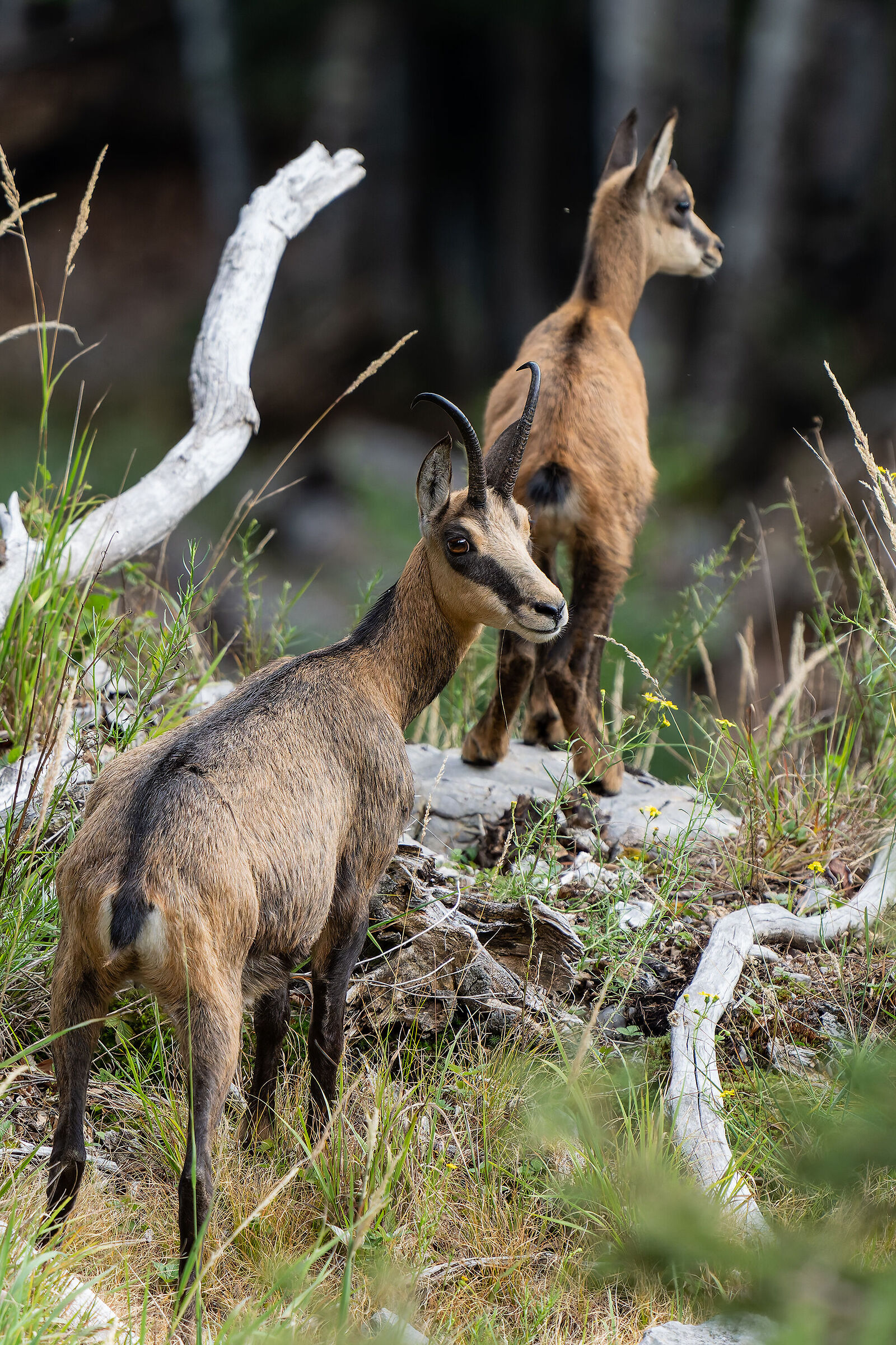 Camosci mamma e piccolo
