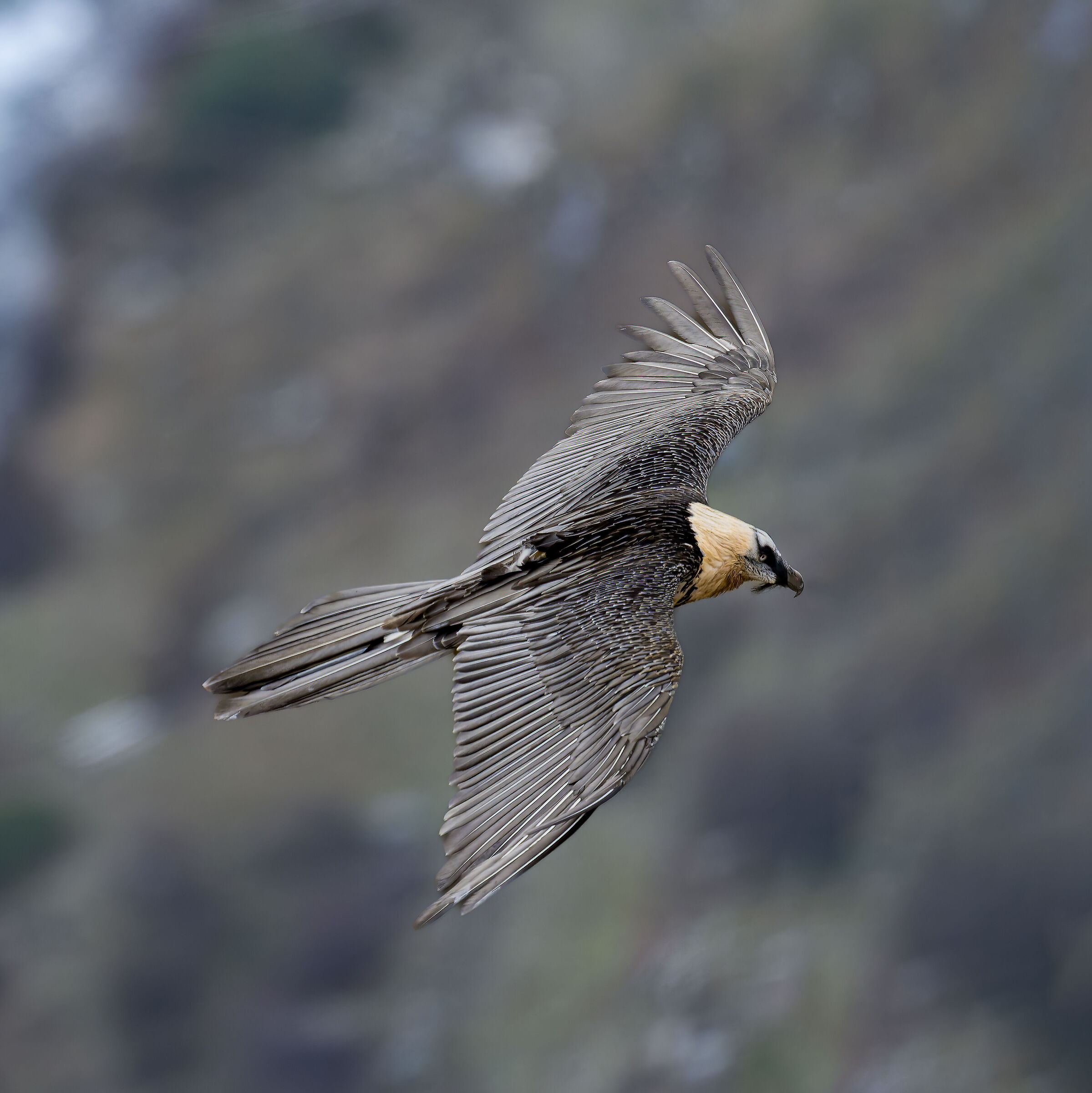 Gypaetus barbatus - Gran Paradiso National Park