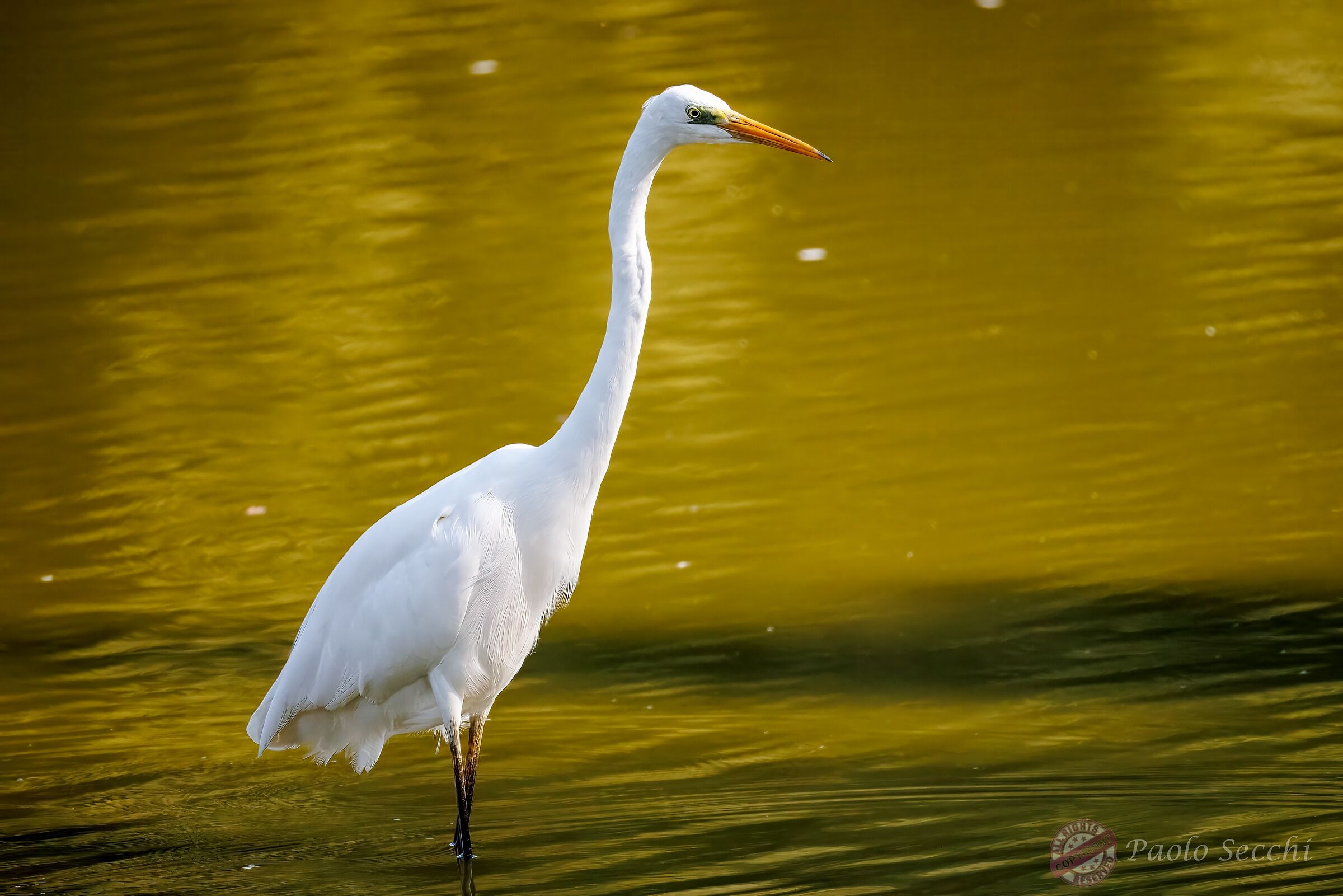 Gold.... white