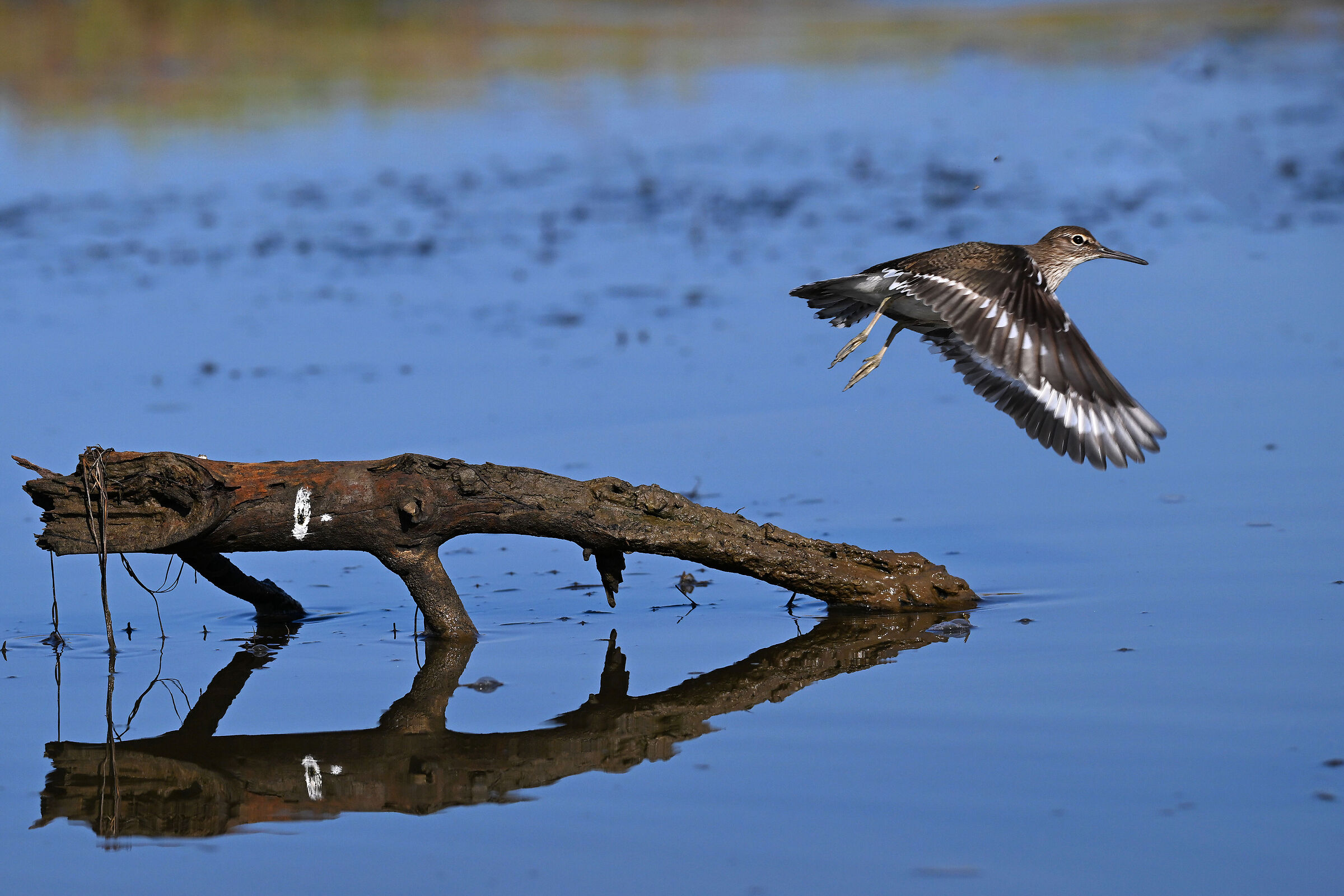 Small Sandpiper