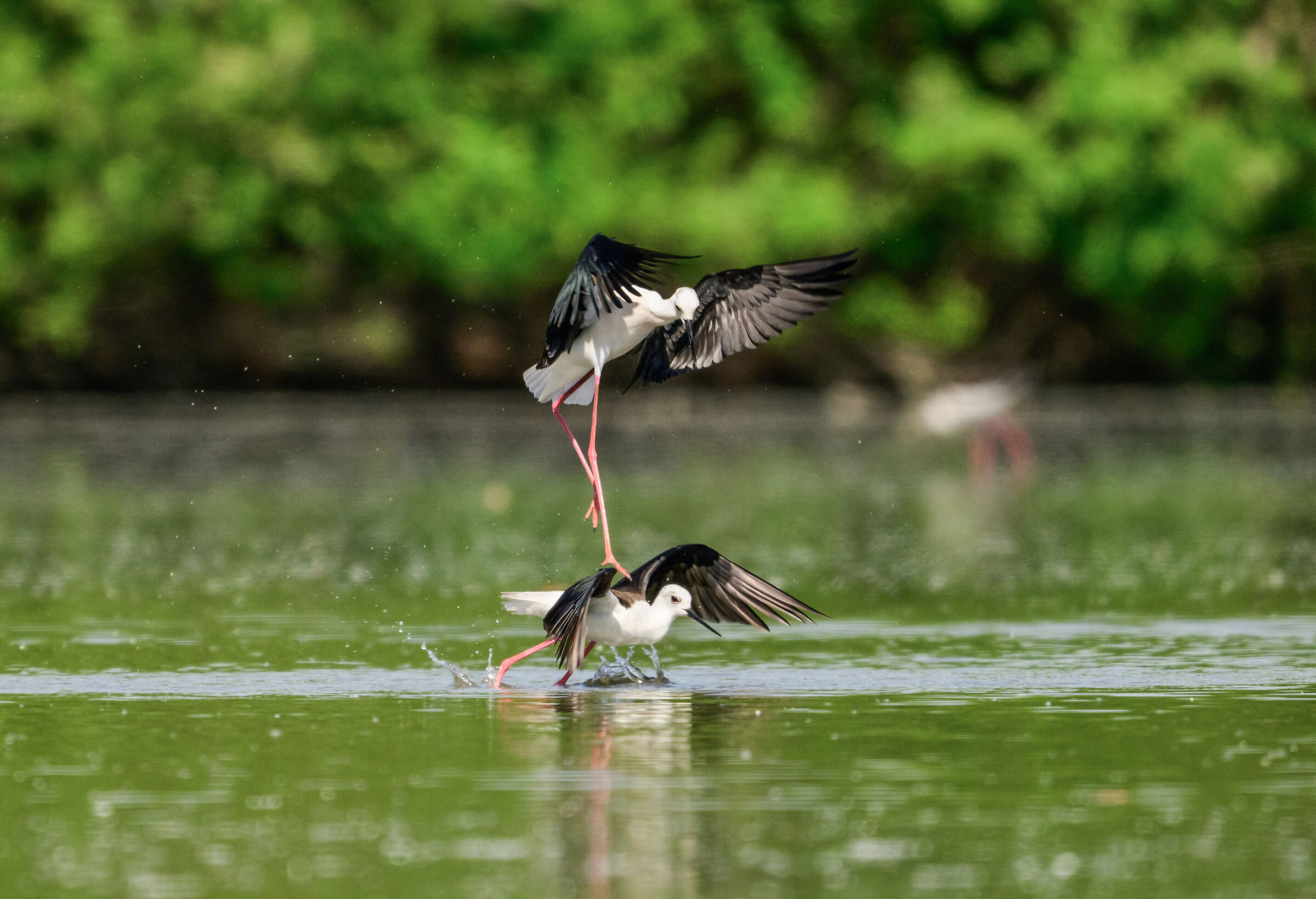 black-winged stilts