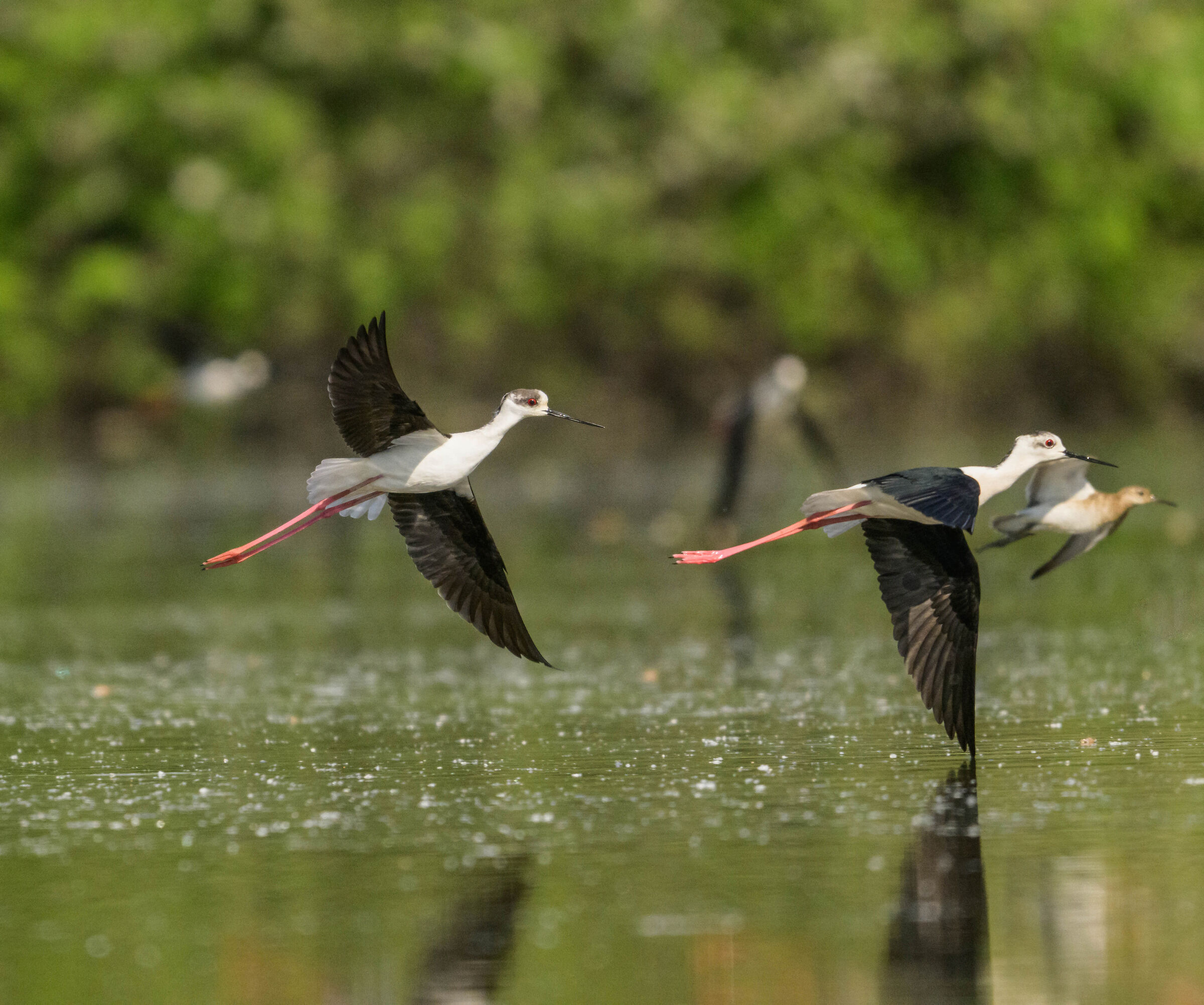black-winged stilts