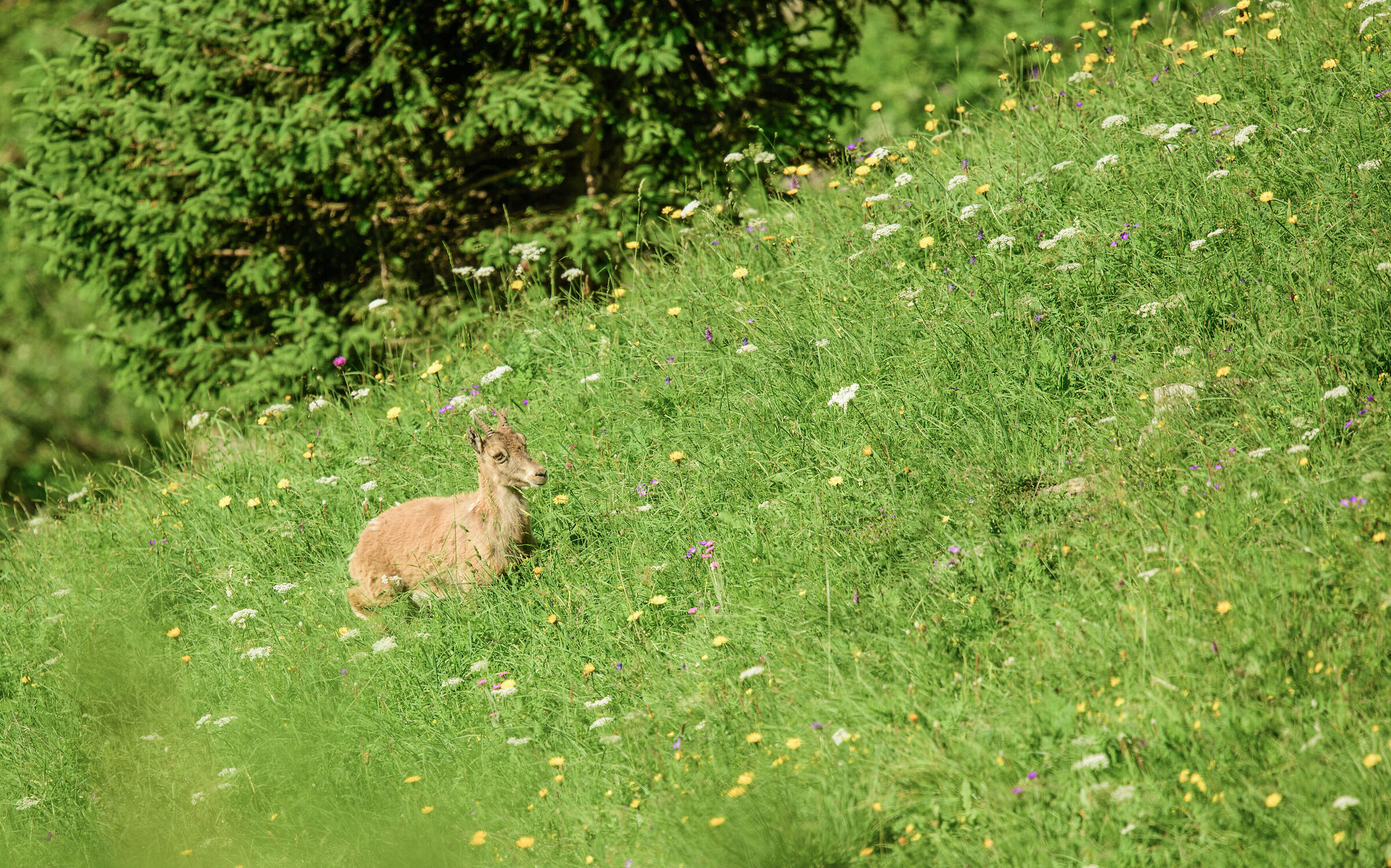 Young ibex