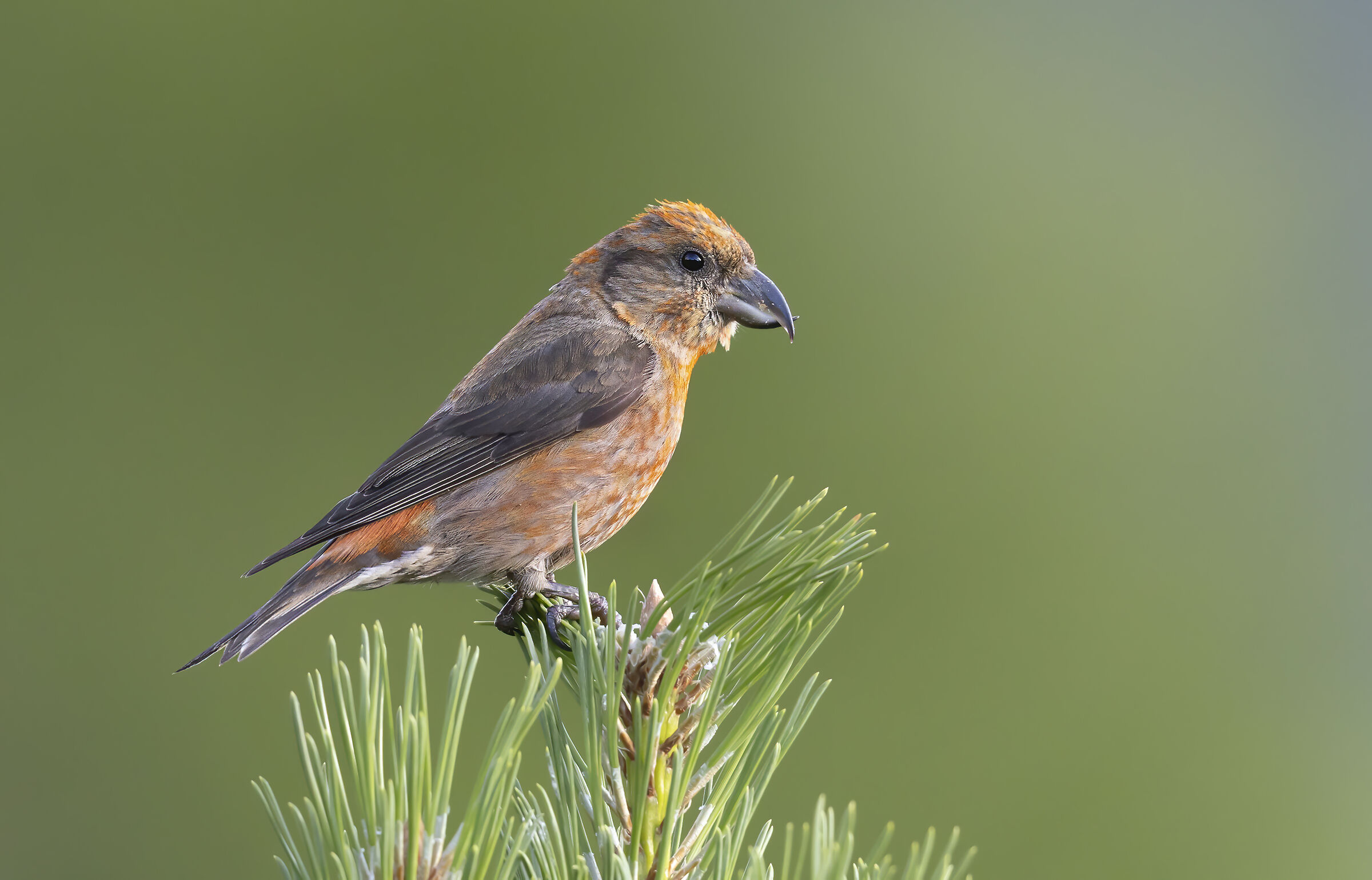 crociere rosso arancio, agosto 2025