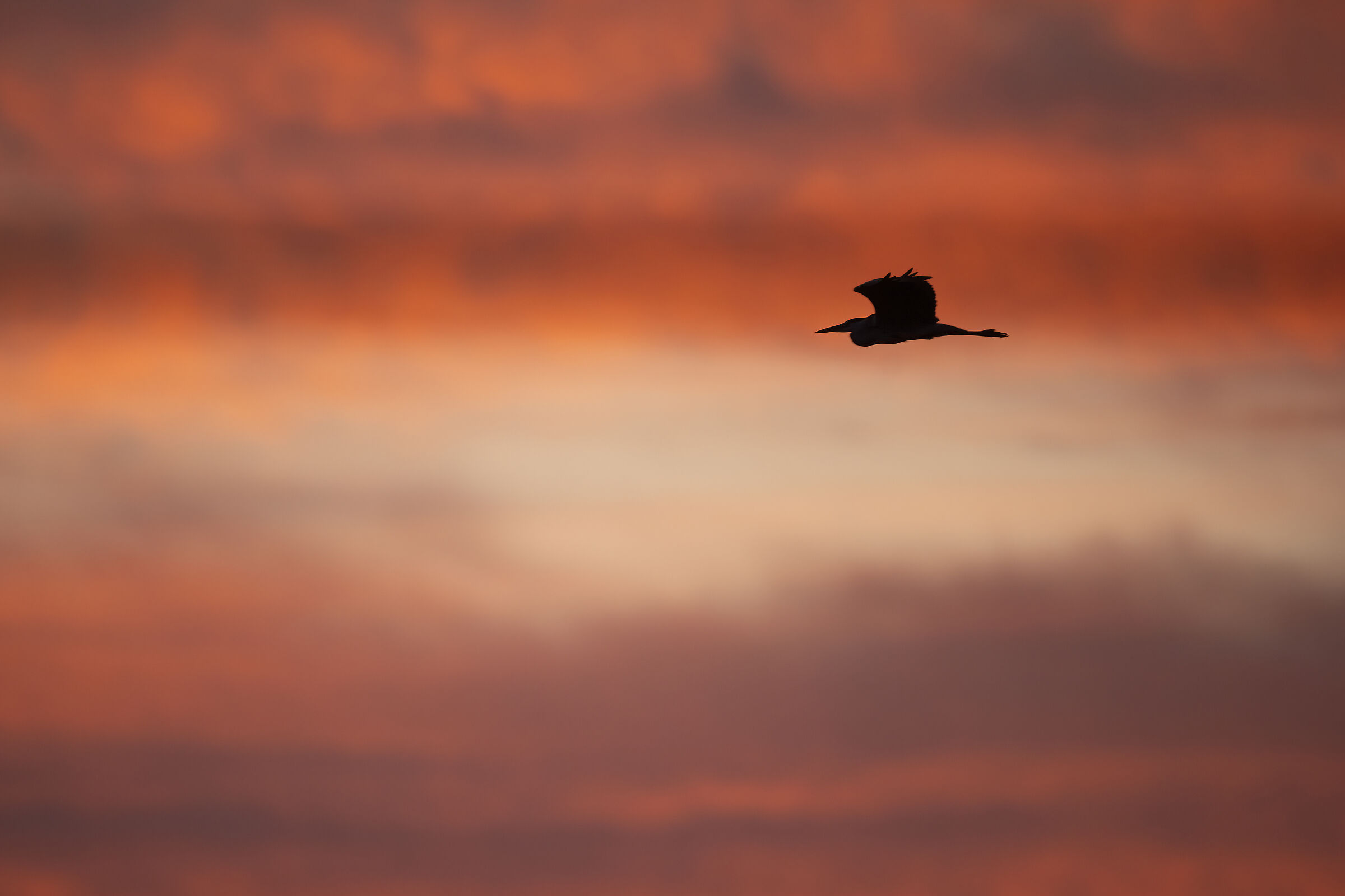 Heron in flight