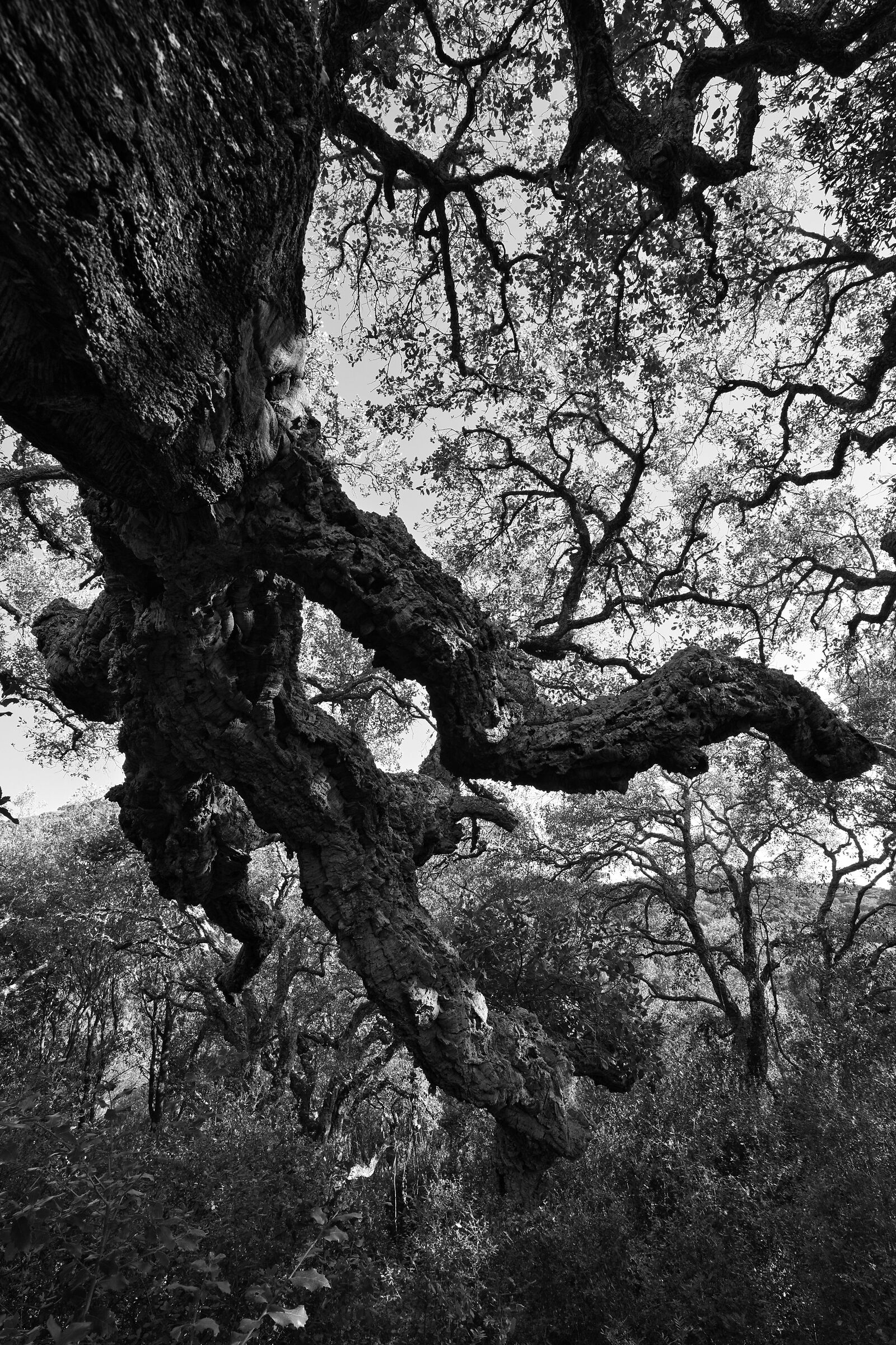 Abbiamo radici a terra e in cielo, non ce ne andremo