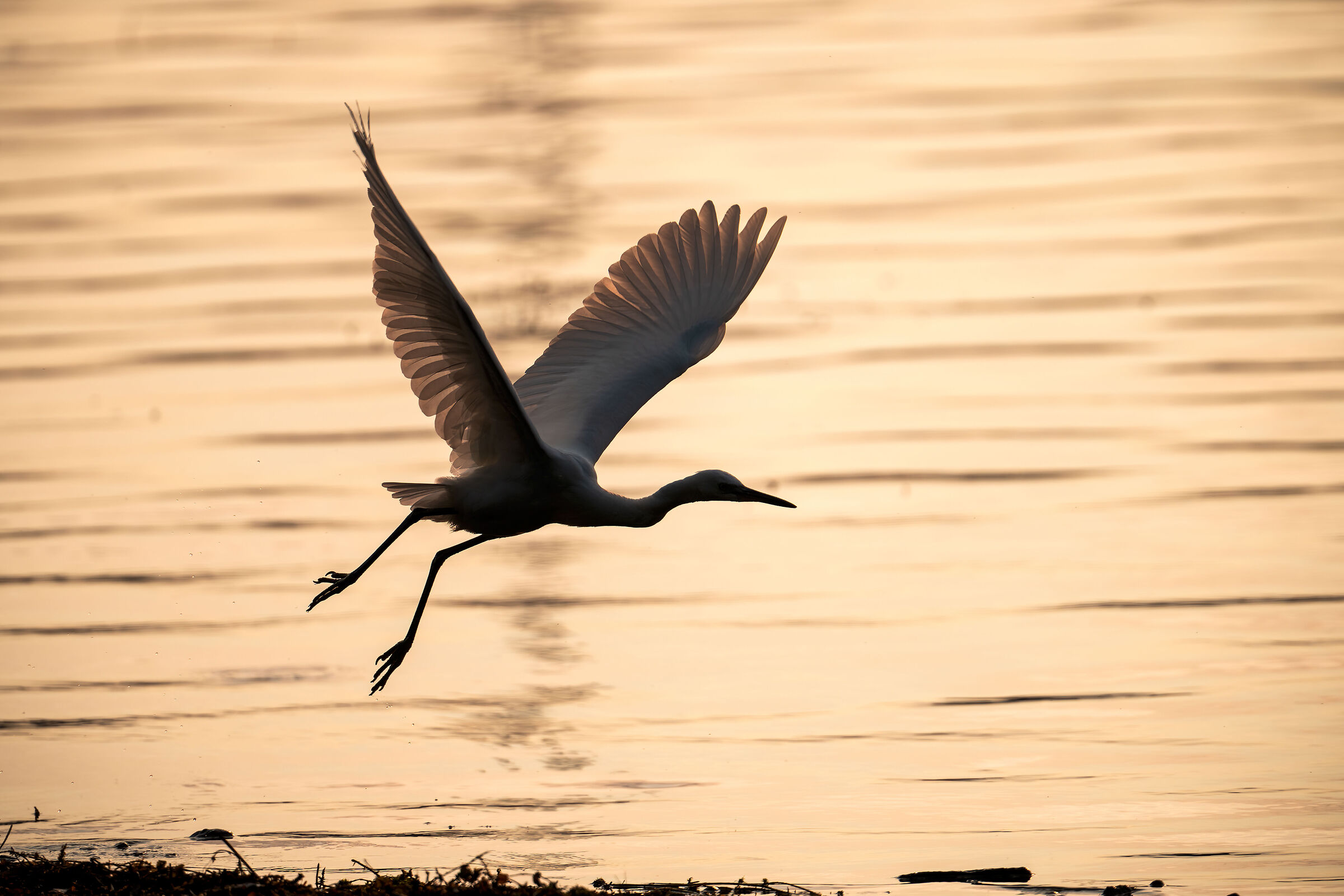 Volo della garzetta