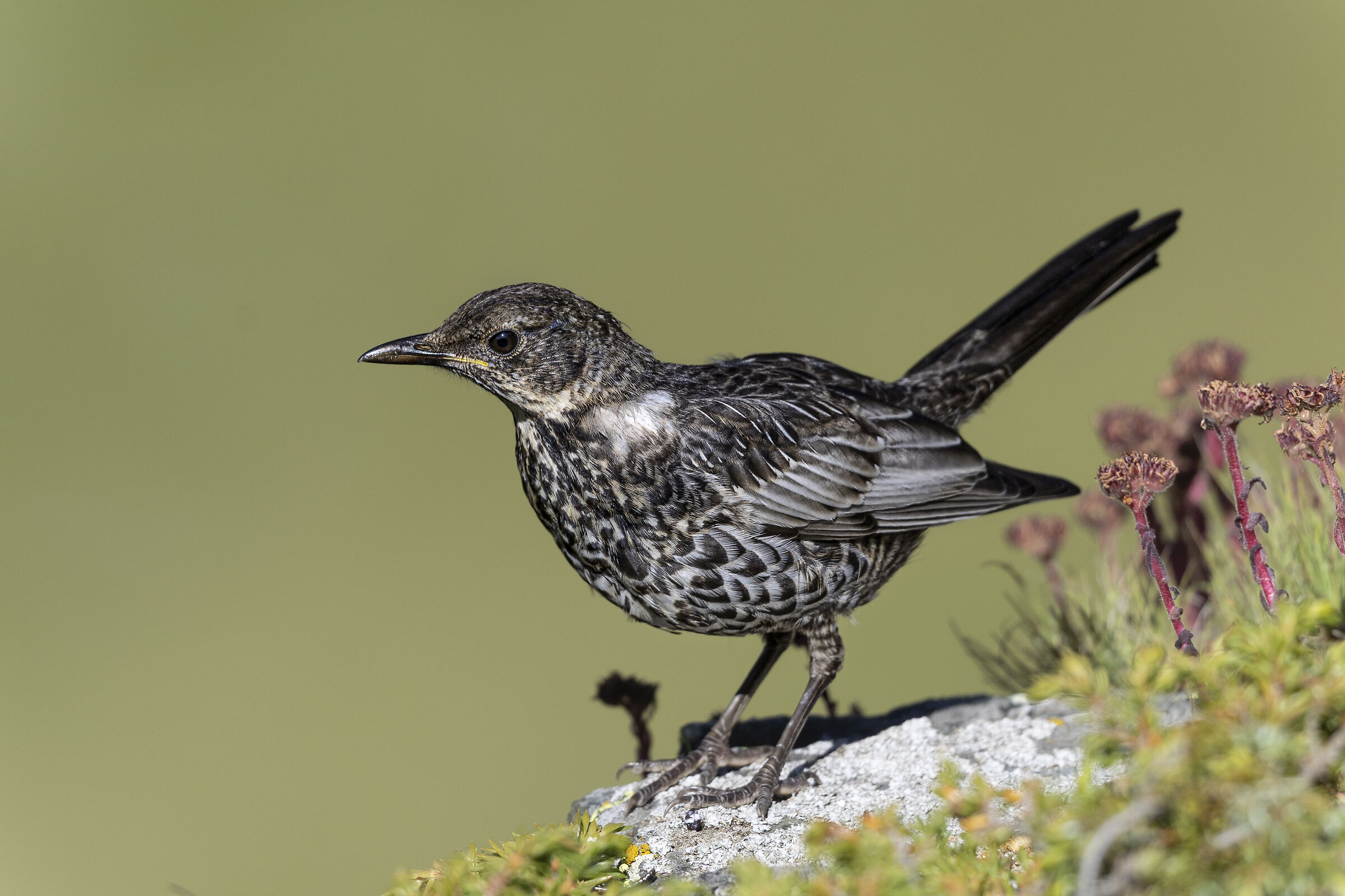 Collared Blackbird (Torquatus Juv), July 2025