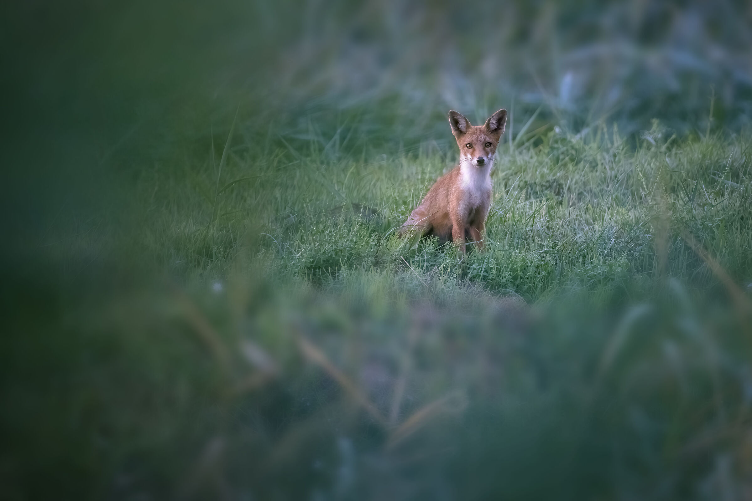 sei proprio un bel... "volpino"!