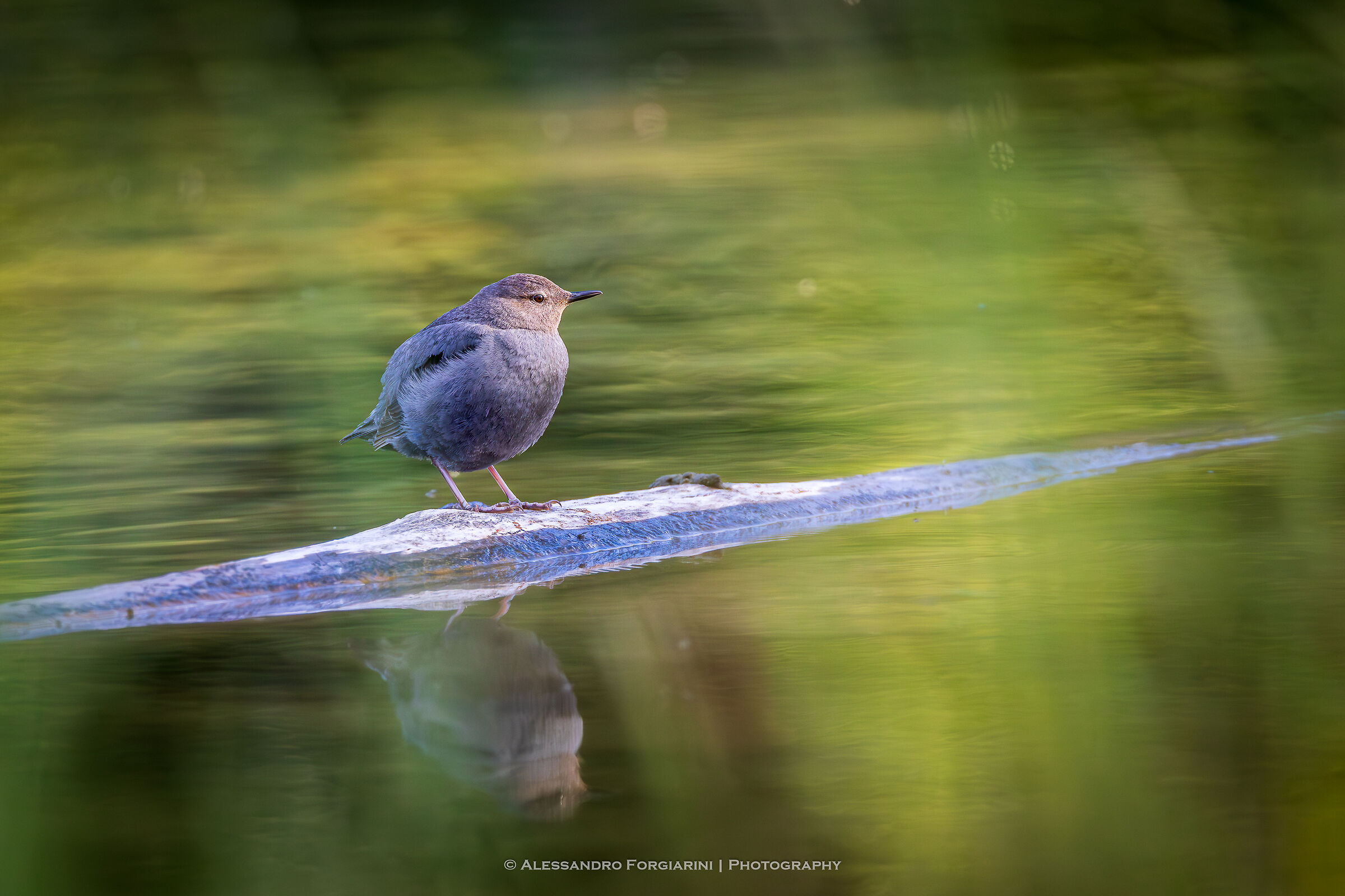 Merlo acquaiolo del Nord America