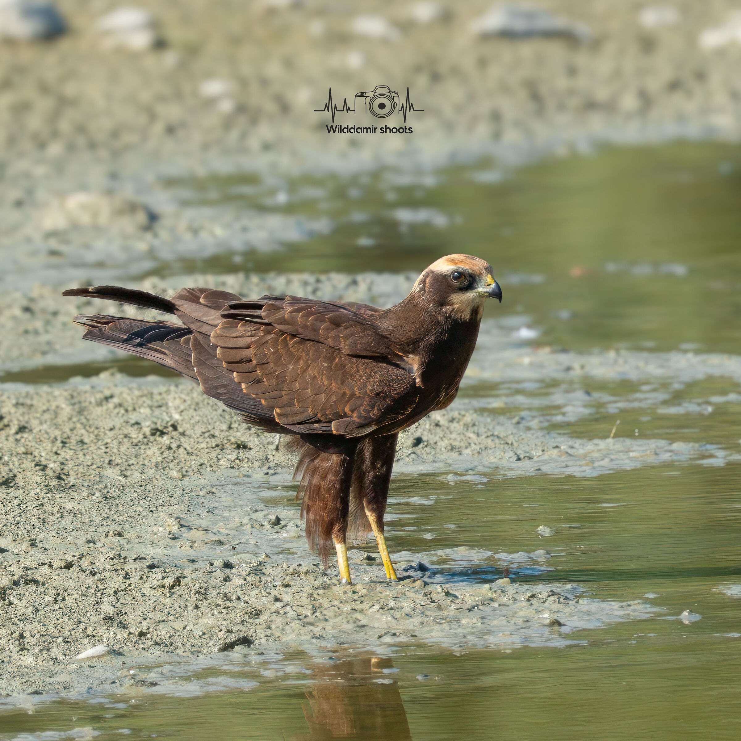 Marsh Harrier