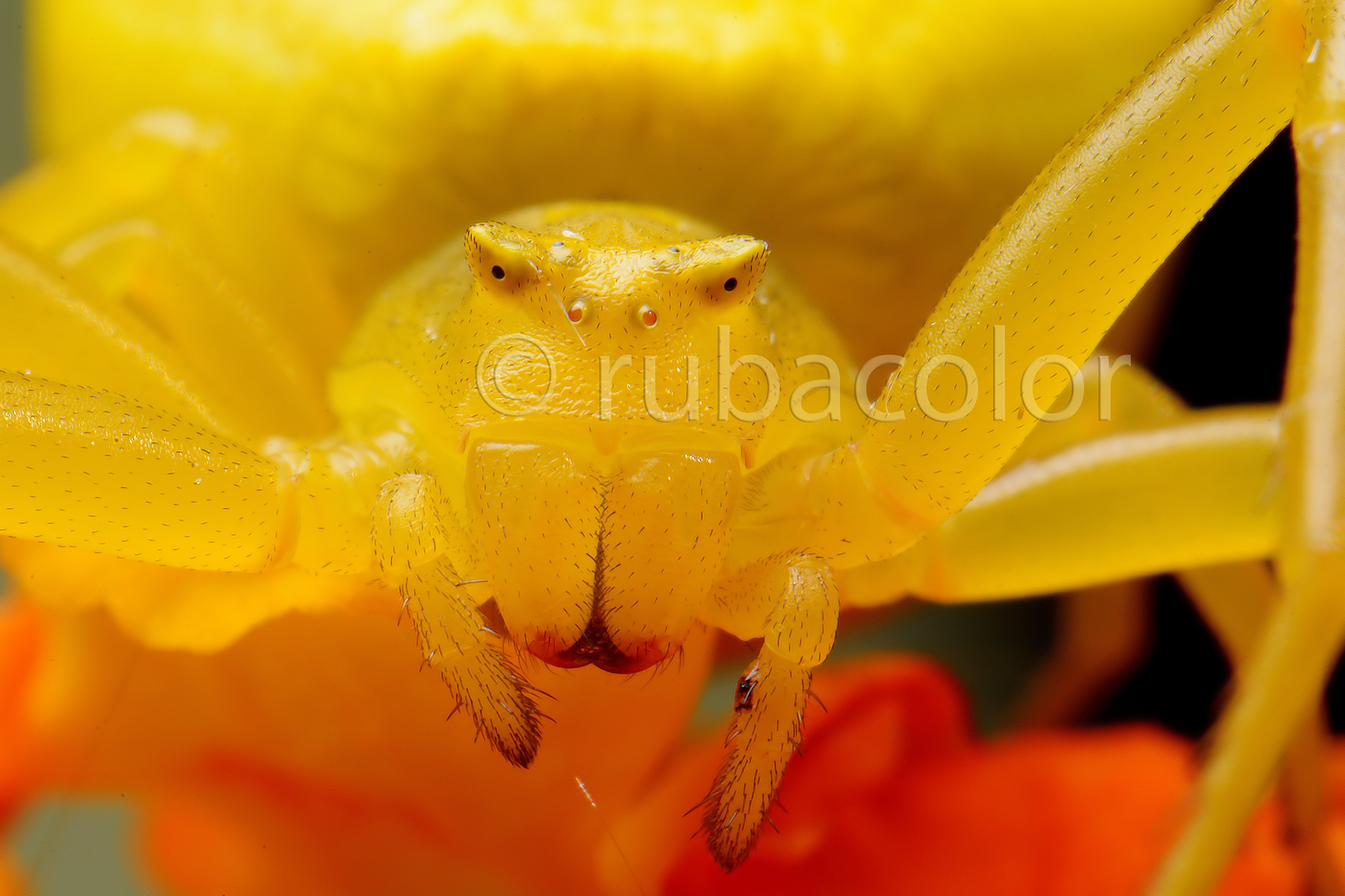 La faccia del tomiside