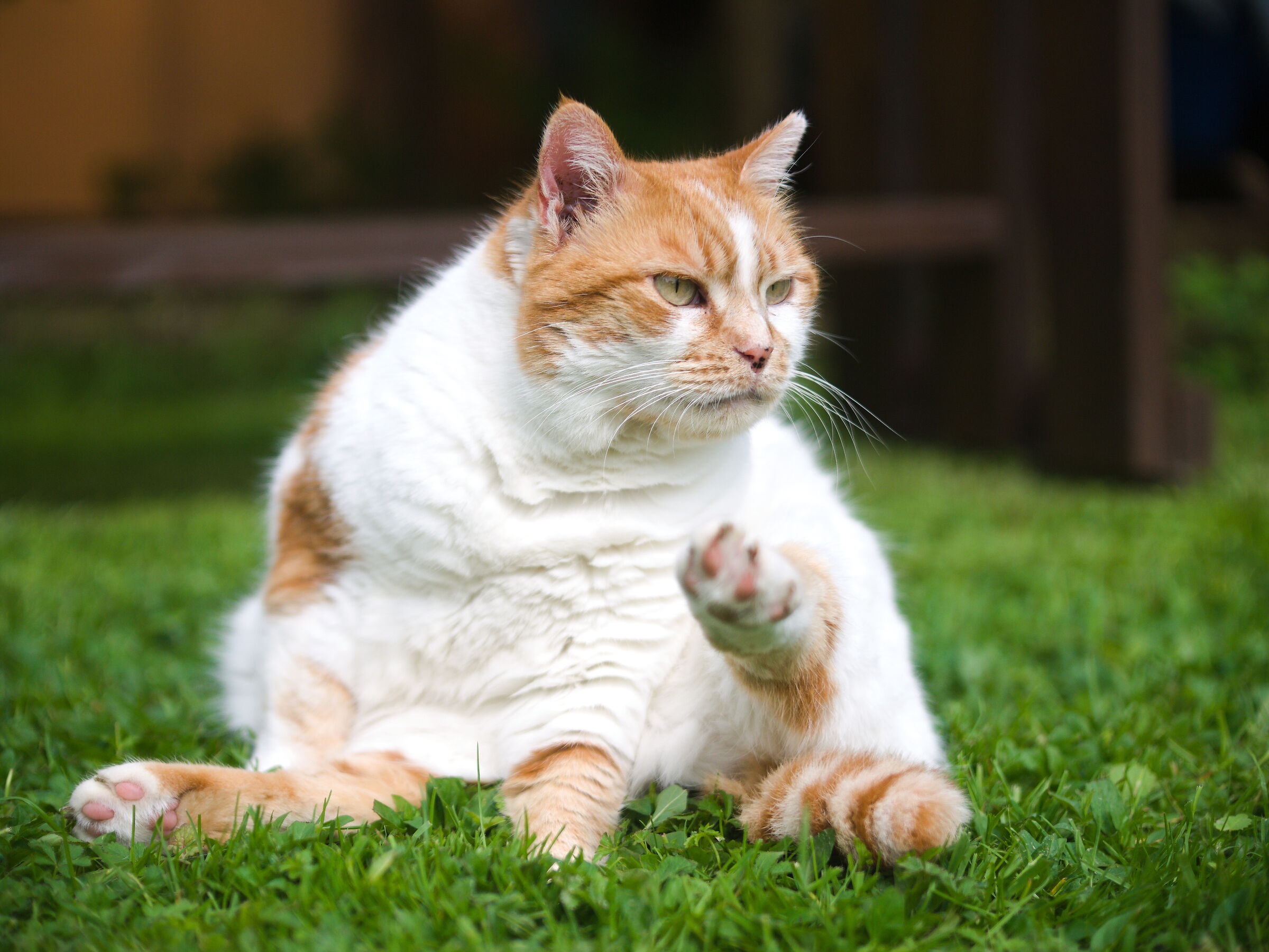 feline elegance