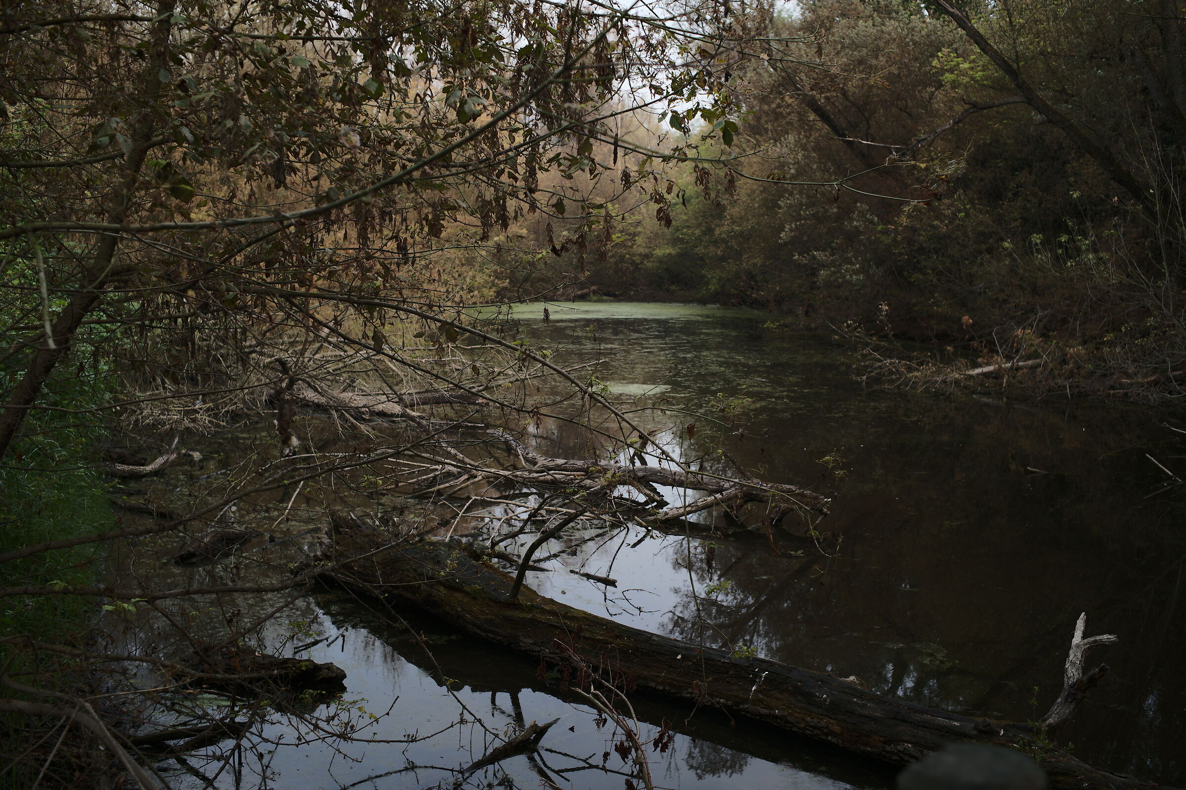 Oxbow along the Ticino