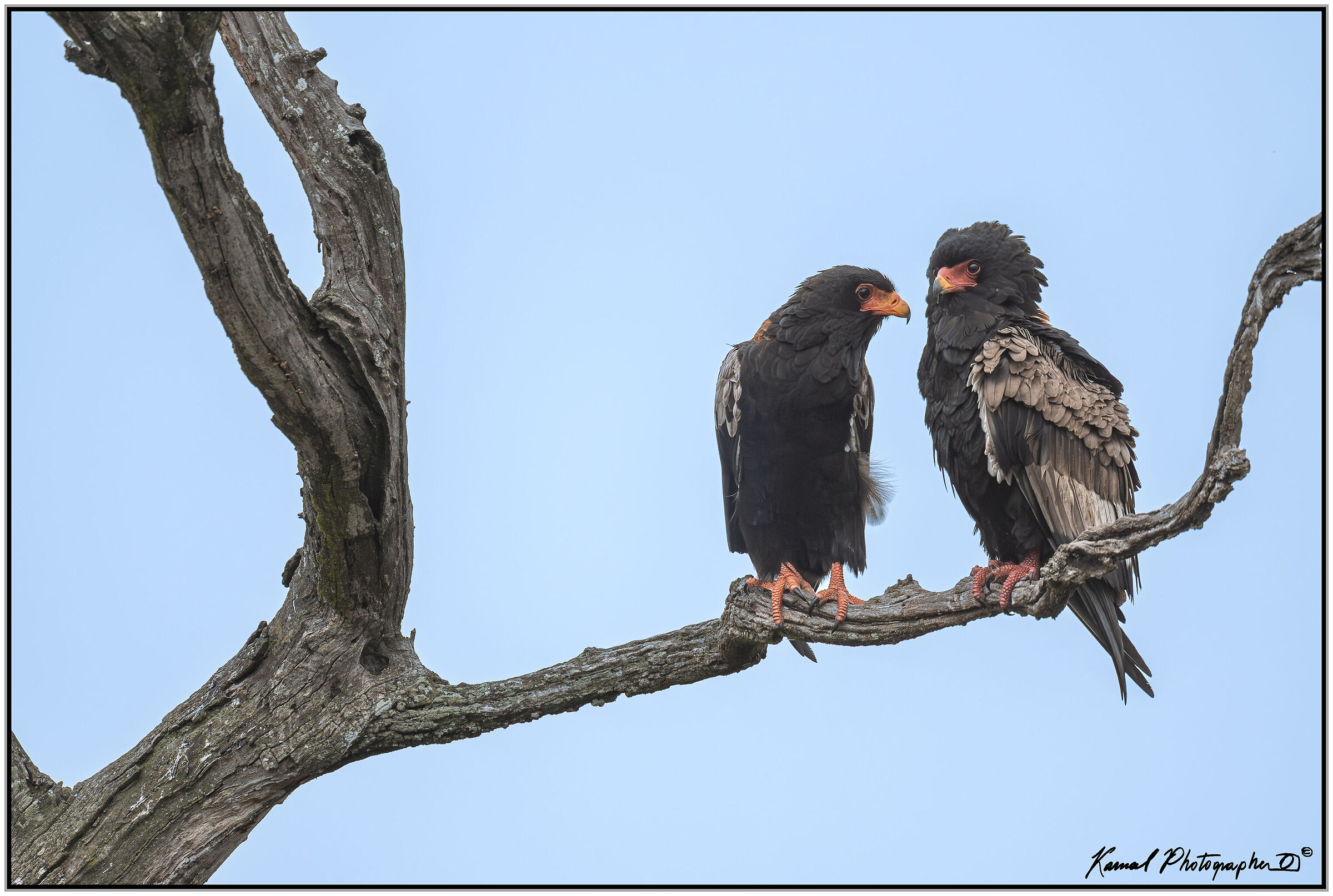 Juggling falcon (Terathopius ecaudatus)