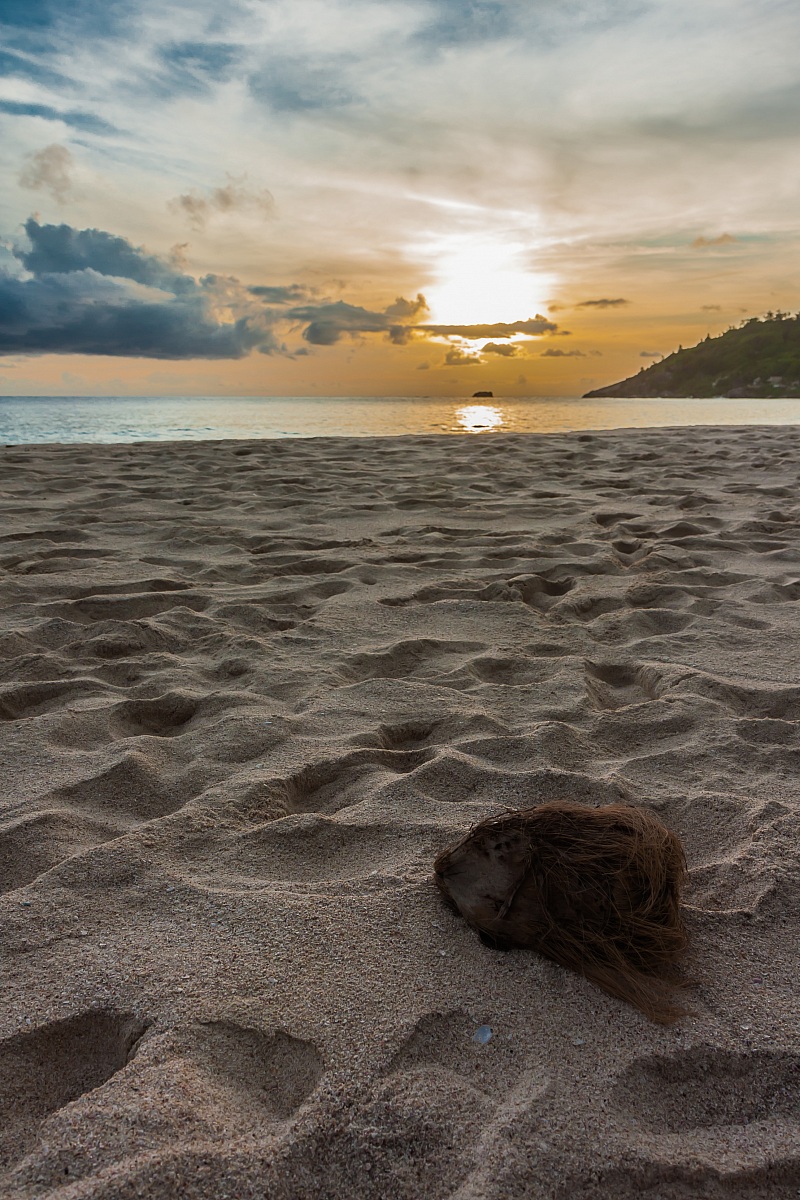 It is not a severed head .... Coconut