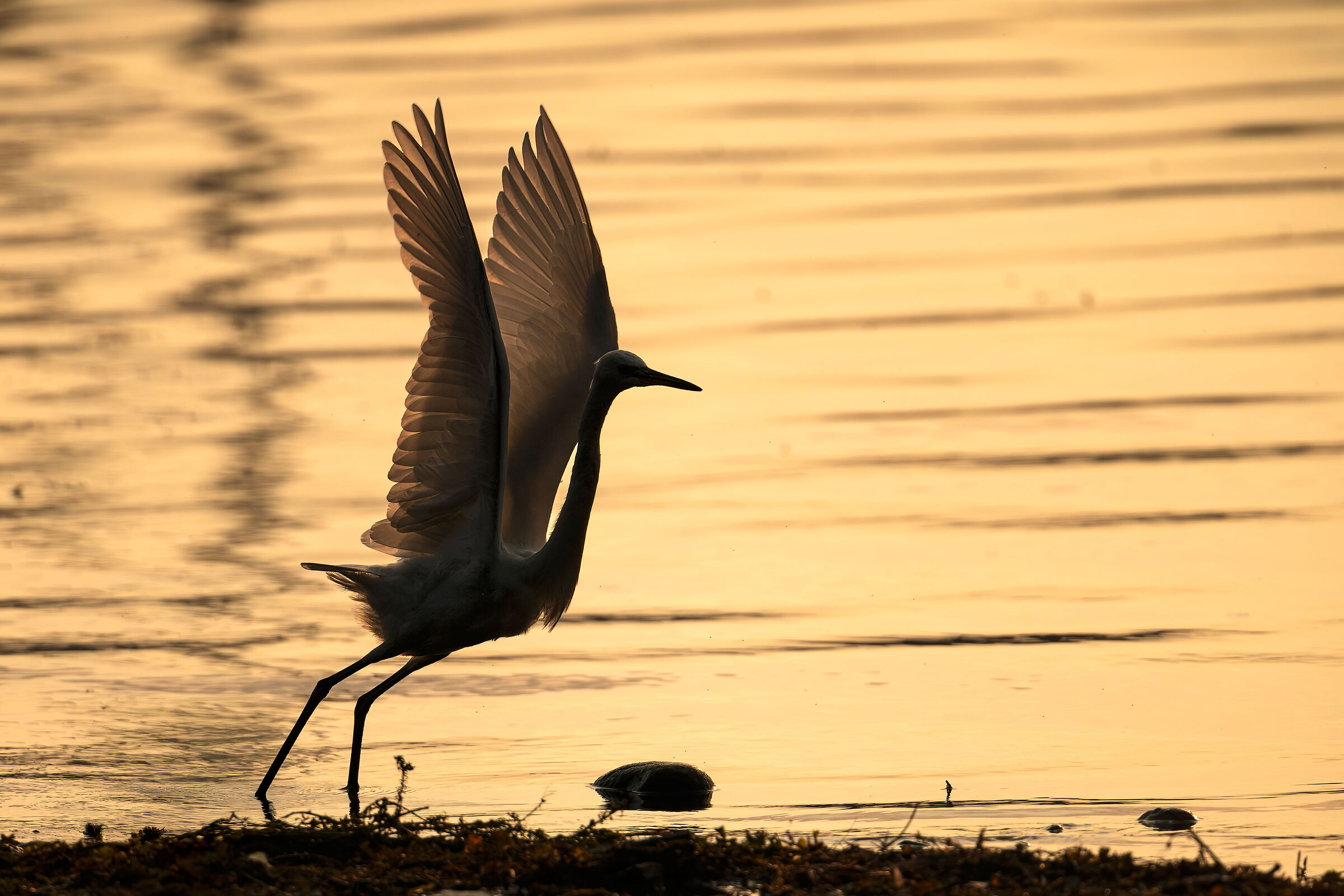 Egretta Garzetta "passo di danza"