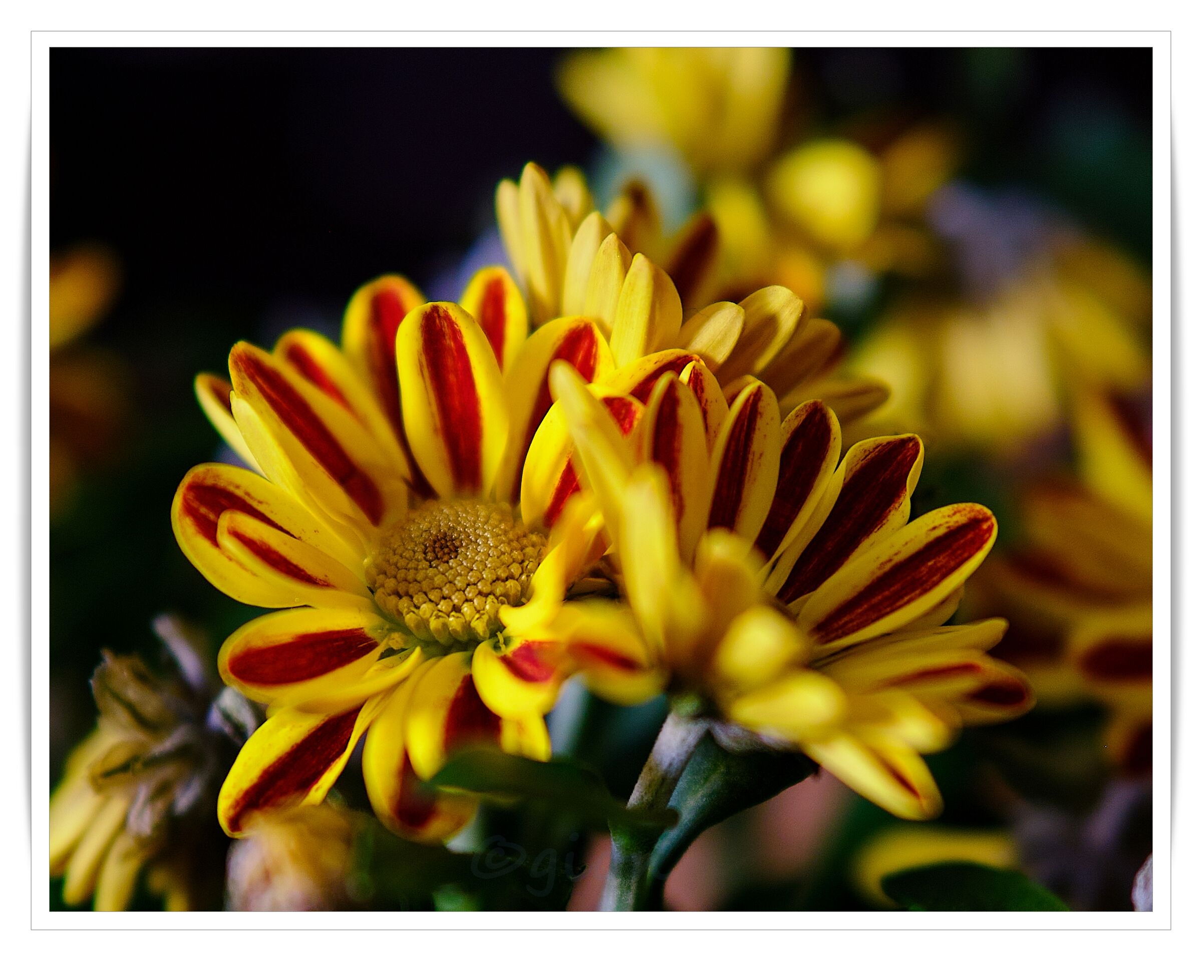 Crysanthemum coreanum