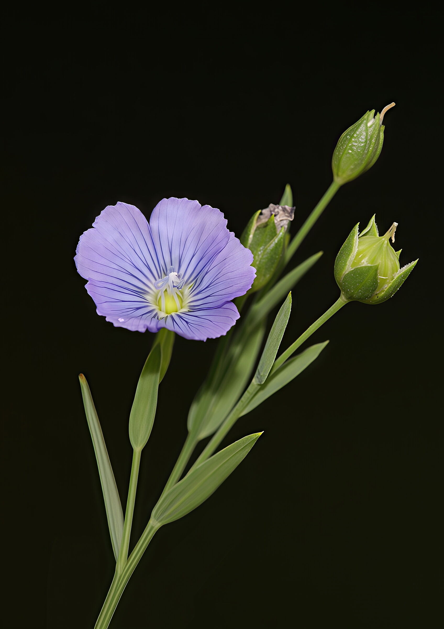 Un semplice fiore di Lino.