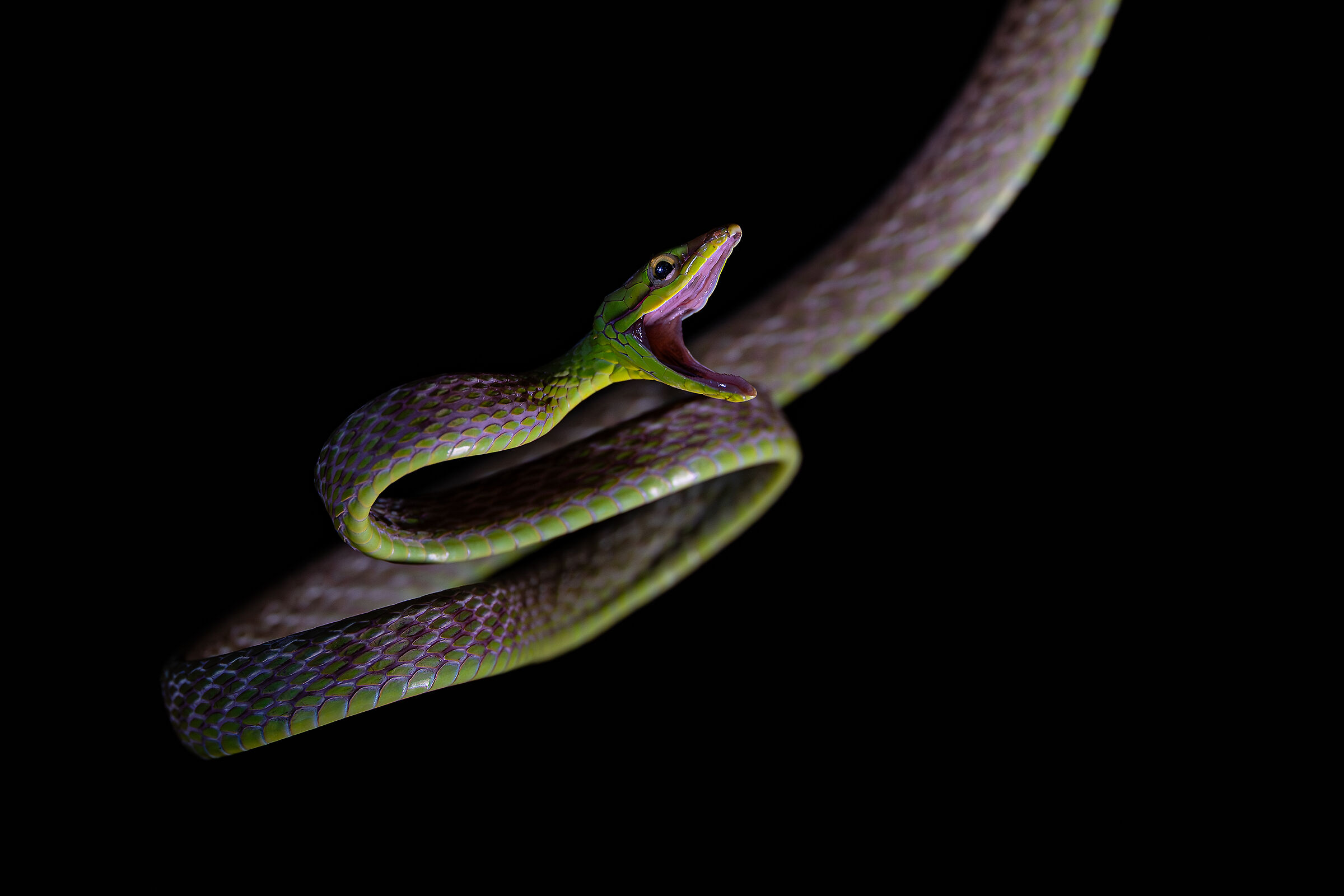 Parrot snake on the attack