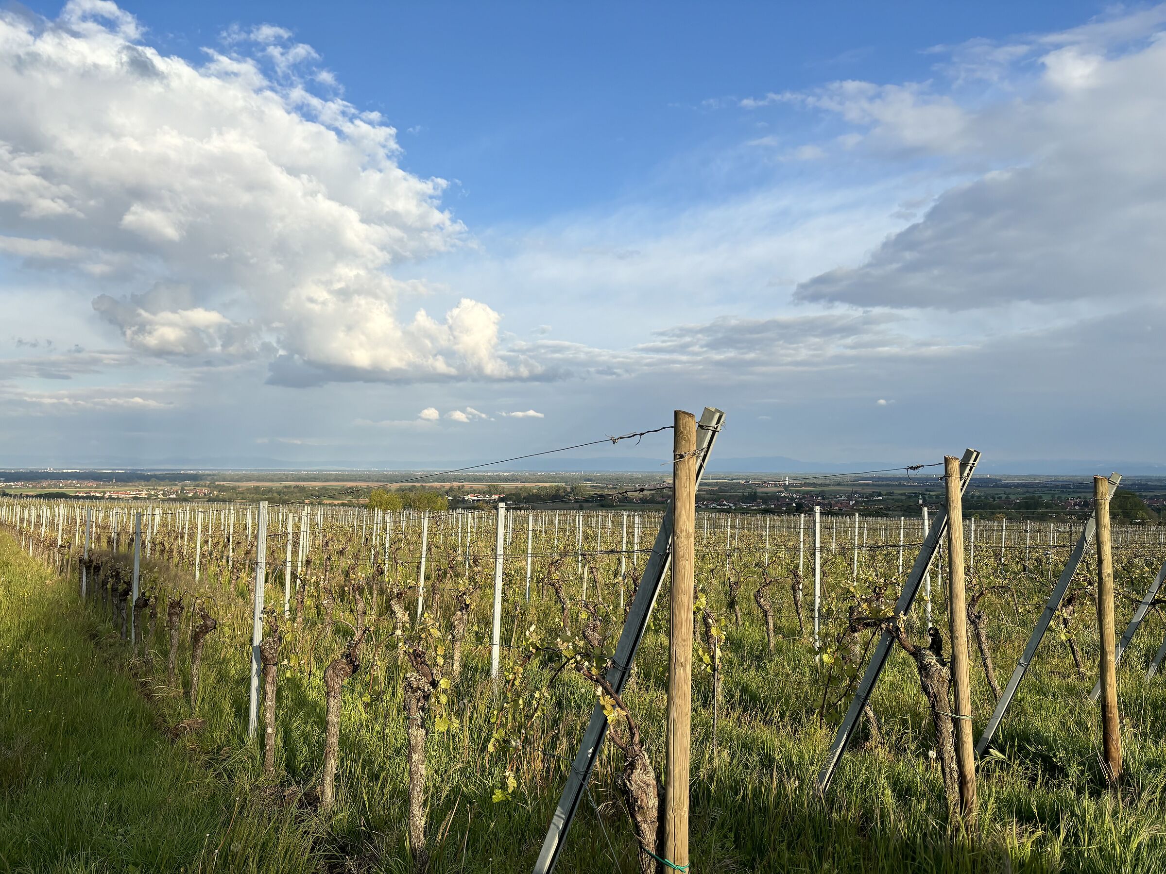 vineyards in Alsace April 2024