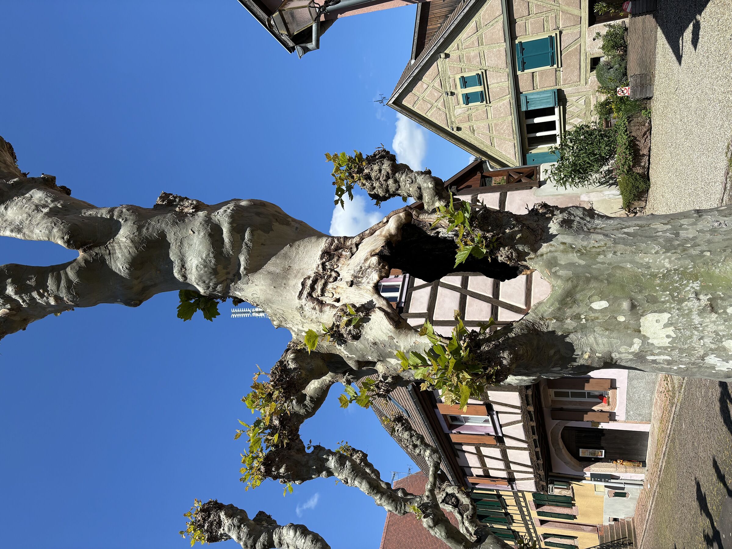 tree.... Alsace 2024