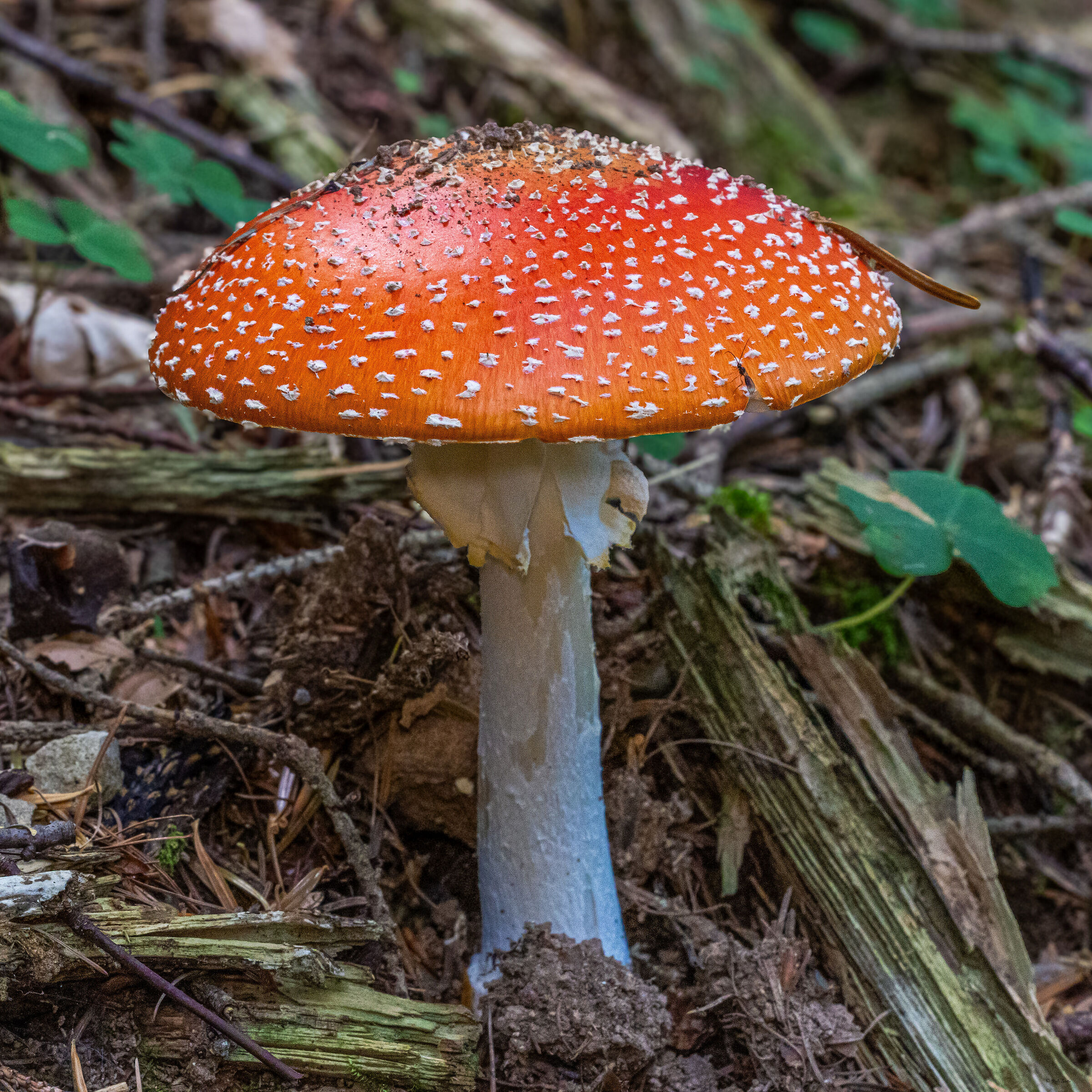 Amanita muscaria