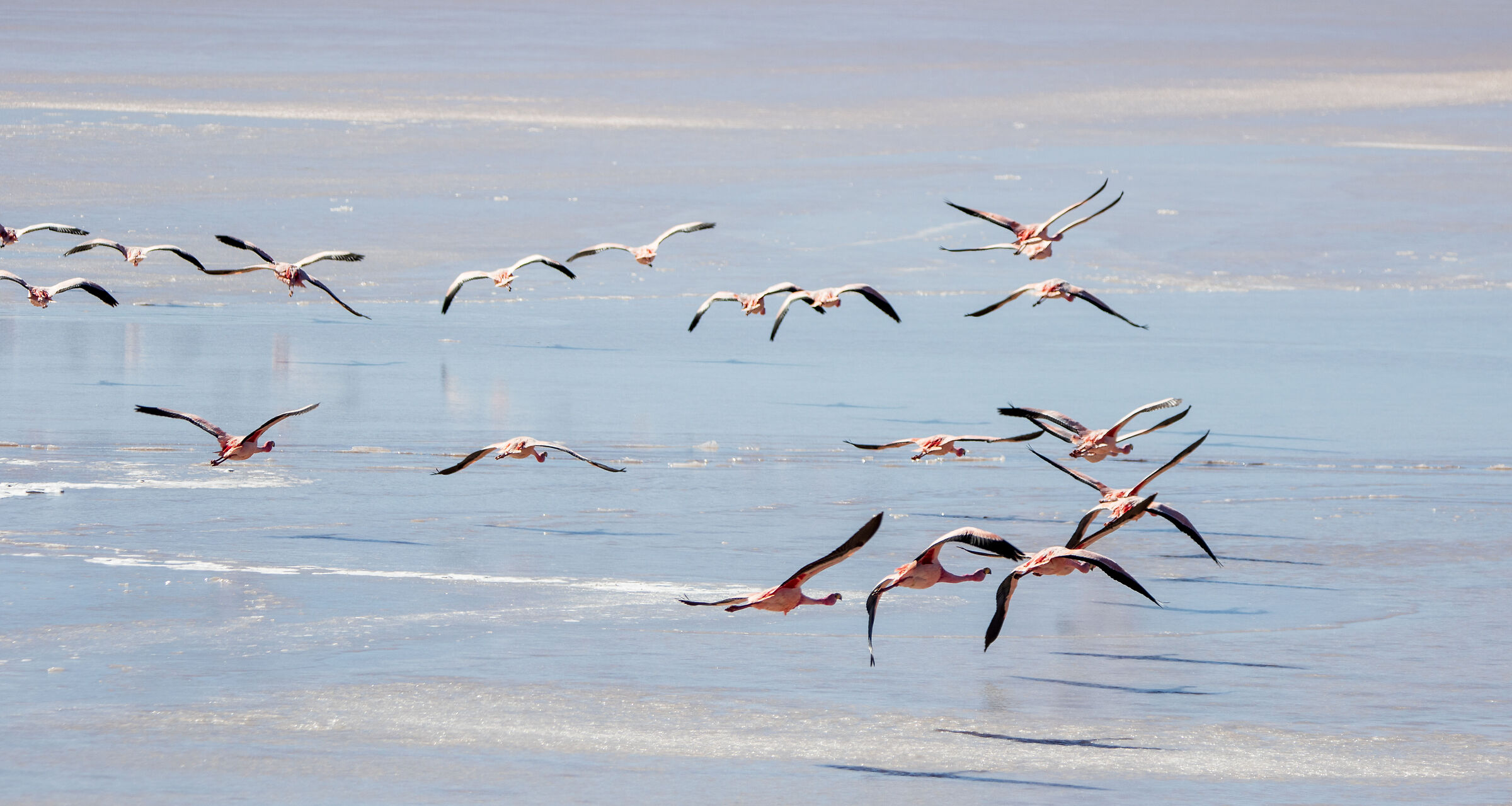 Fenicotteri in volo