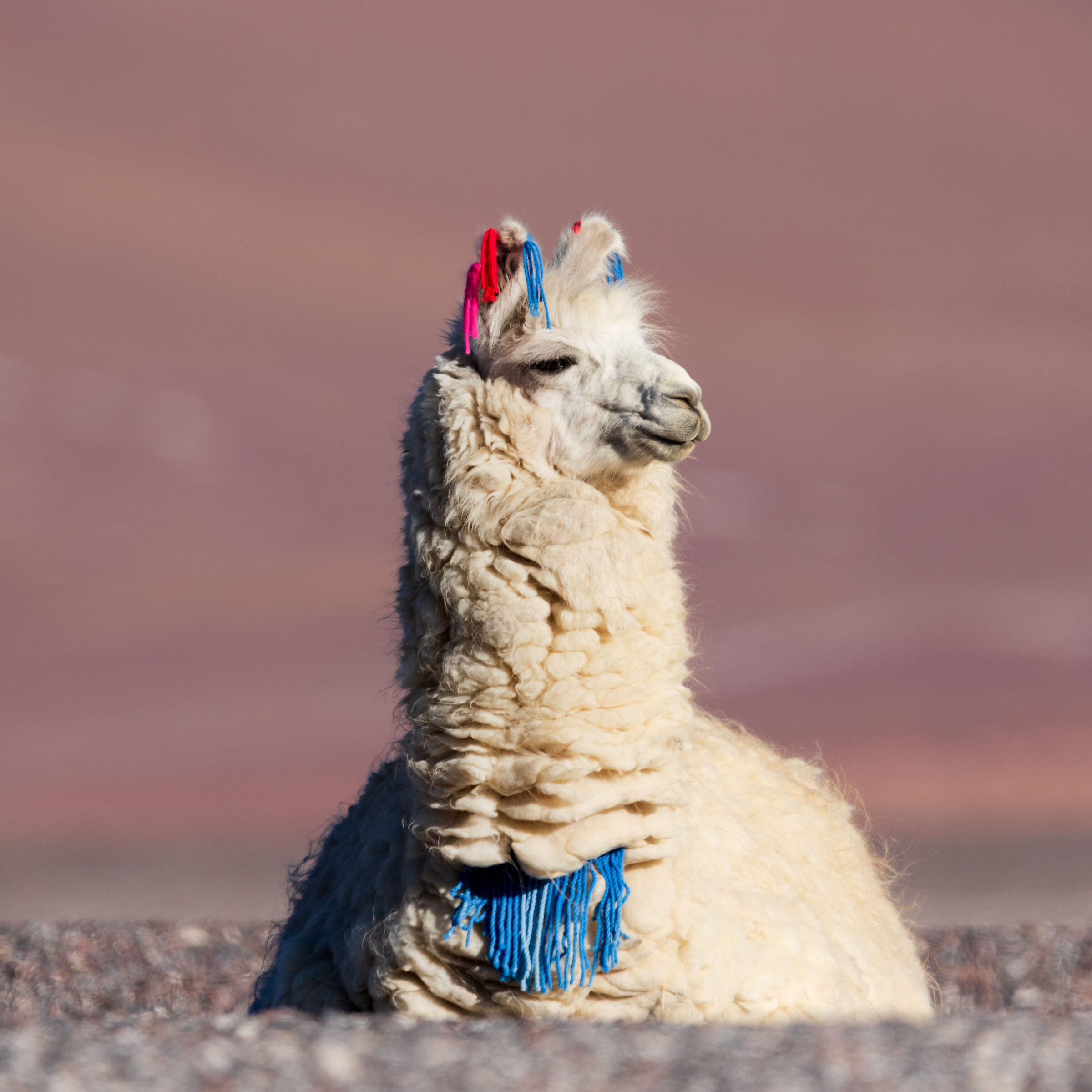 Lama che guarda