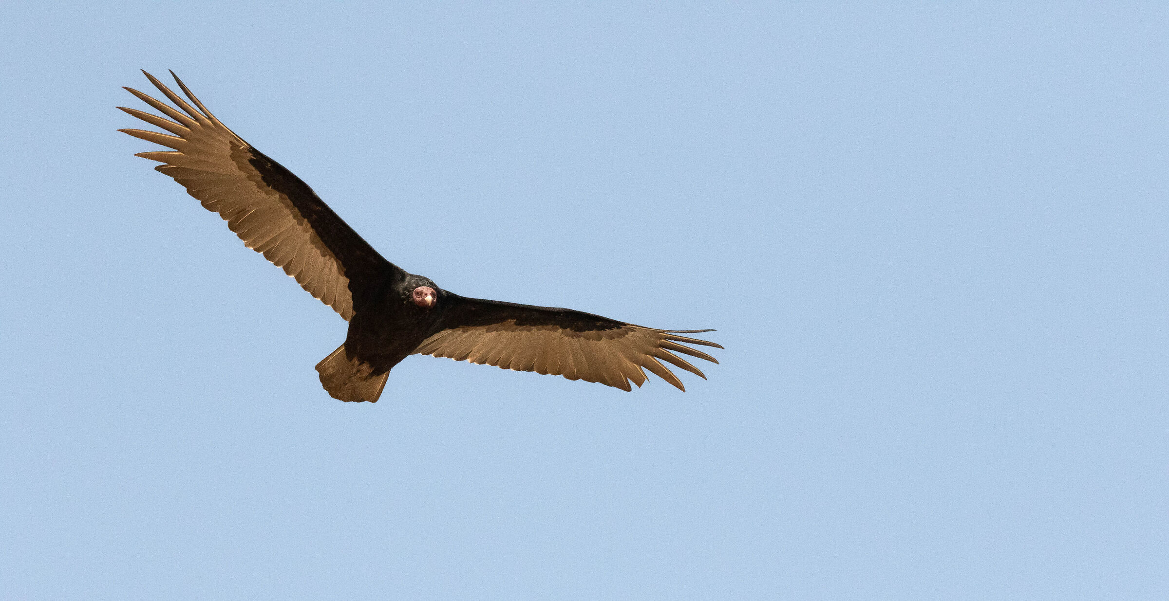il volo del condor