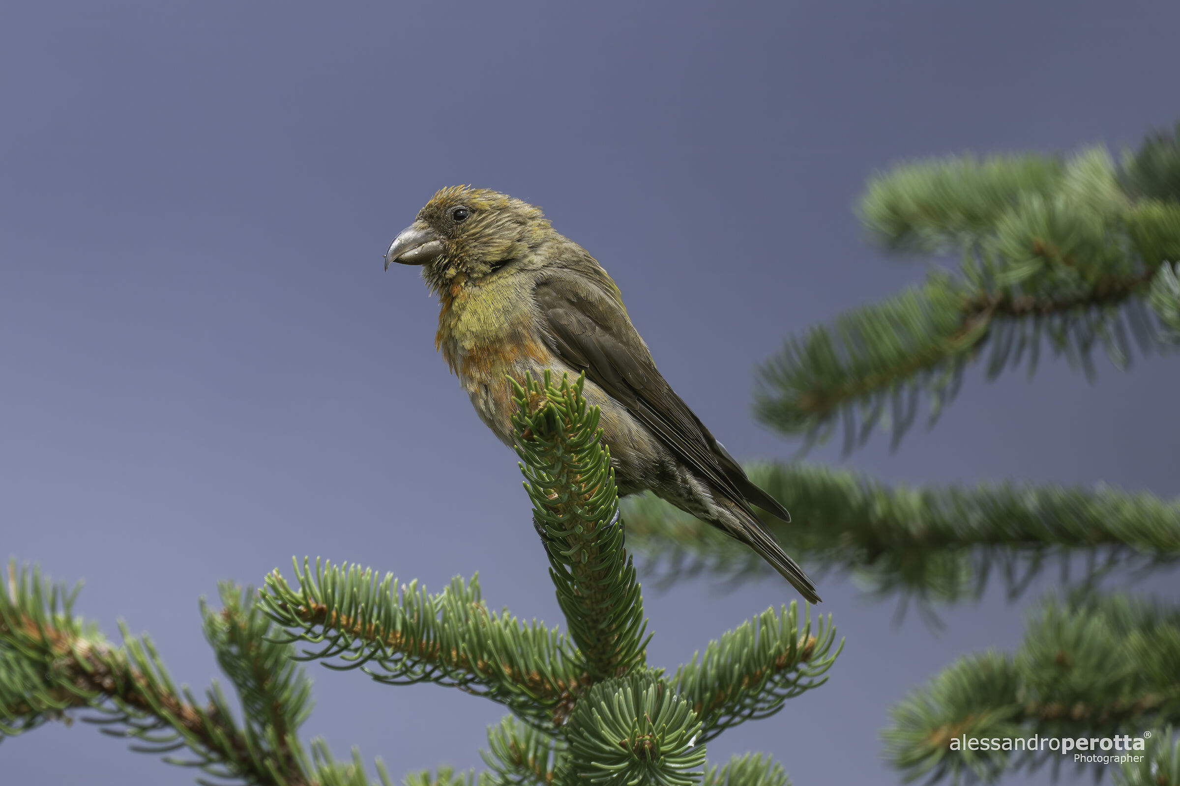 Loxia curvirostra