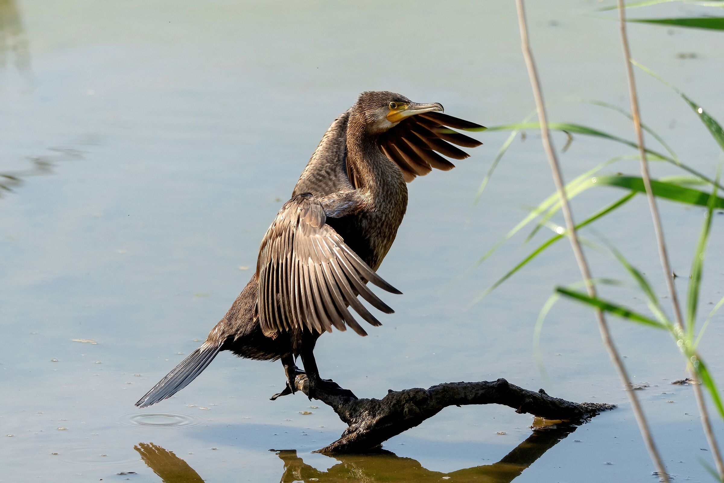 Cormorant (Phalacrocorax carbo)