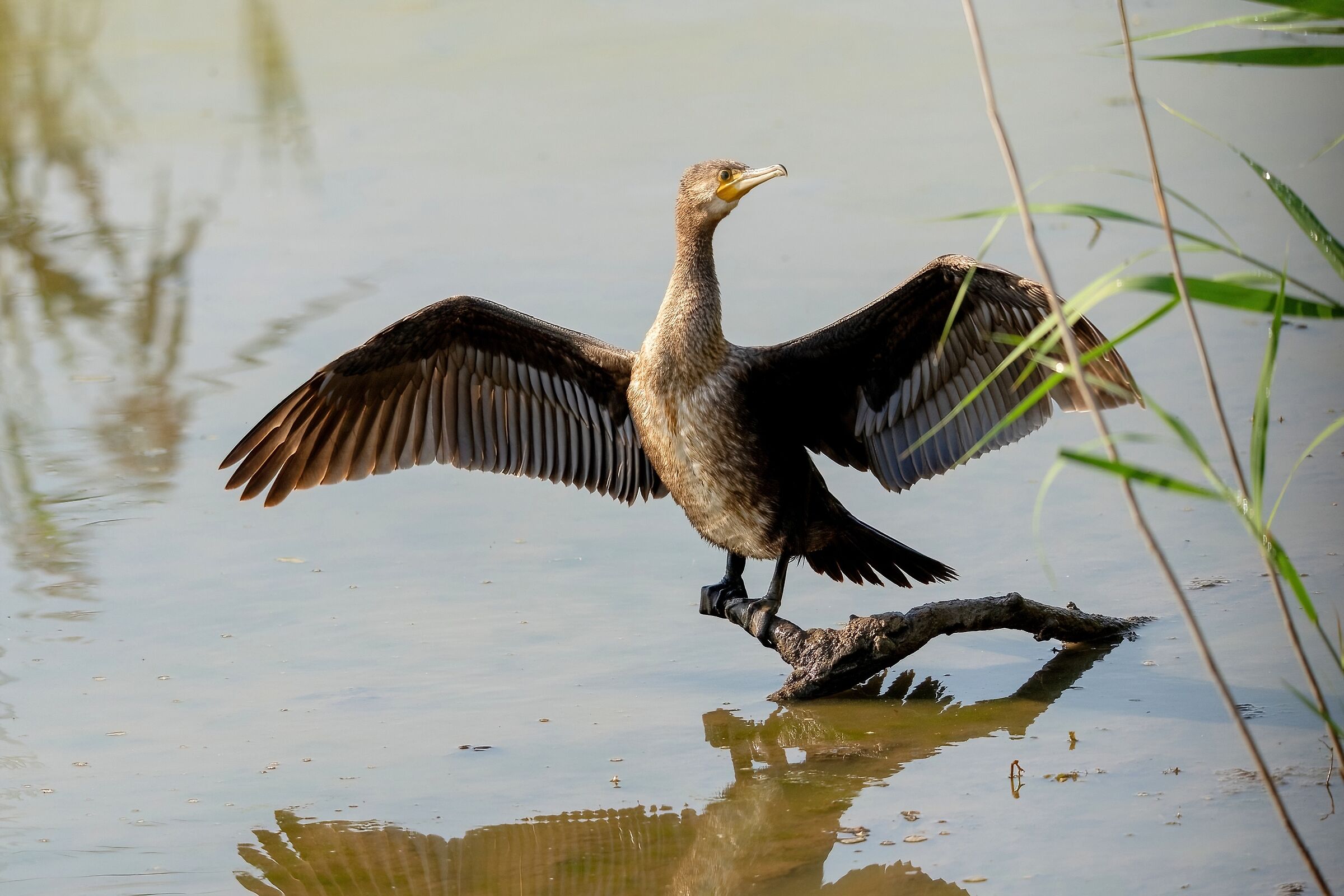 Cormorant (Phalacrocorax carbo)