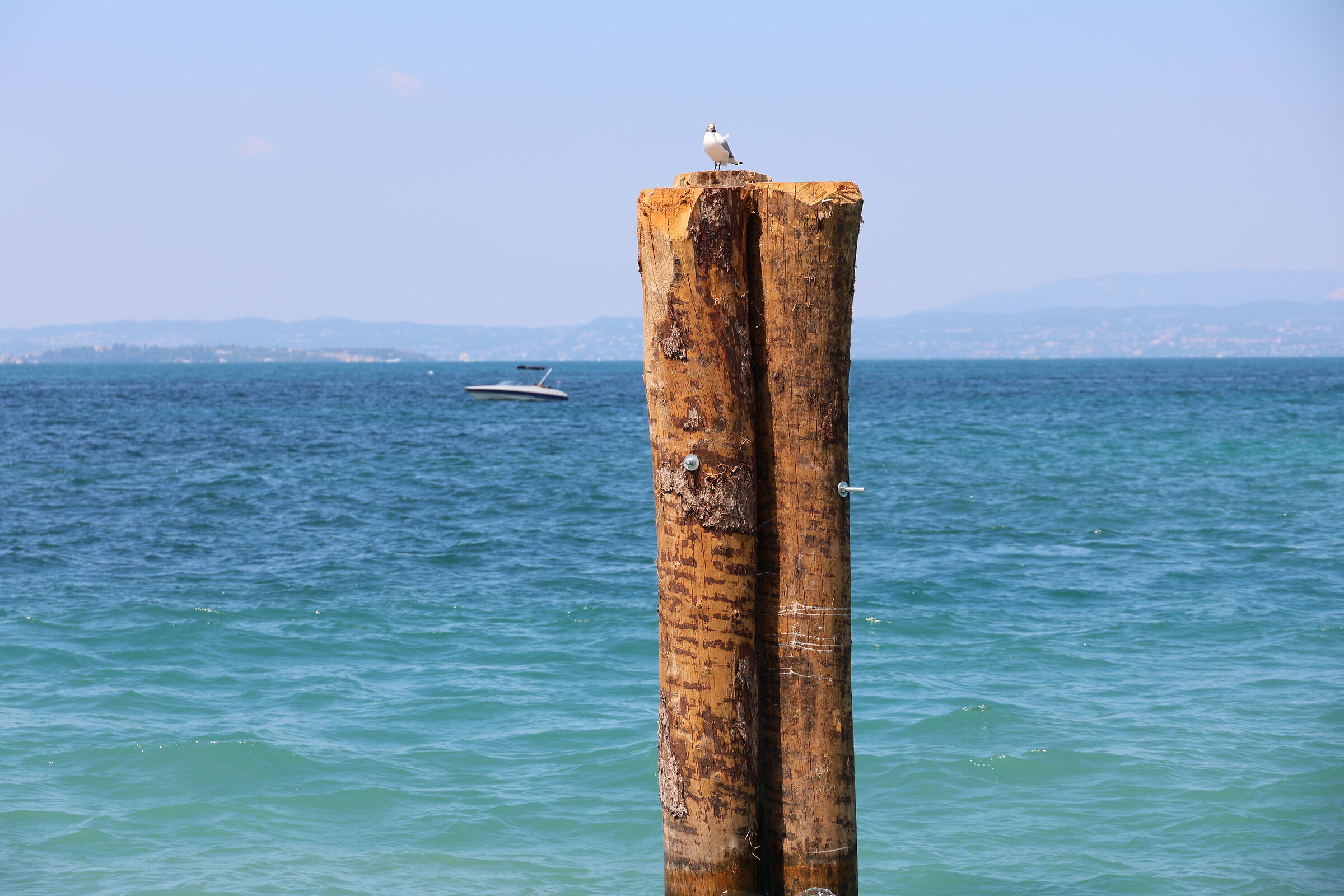 Lazise
