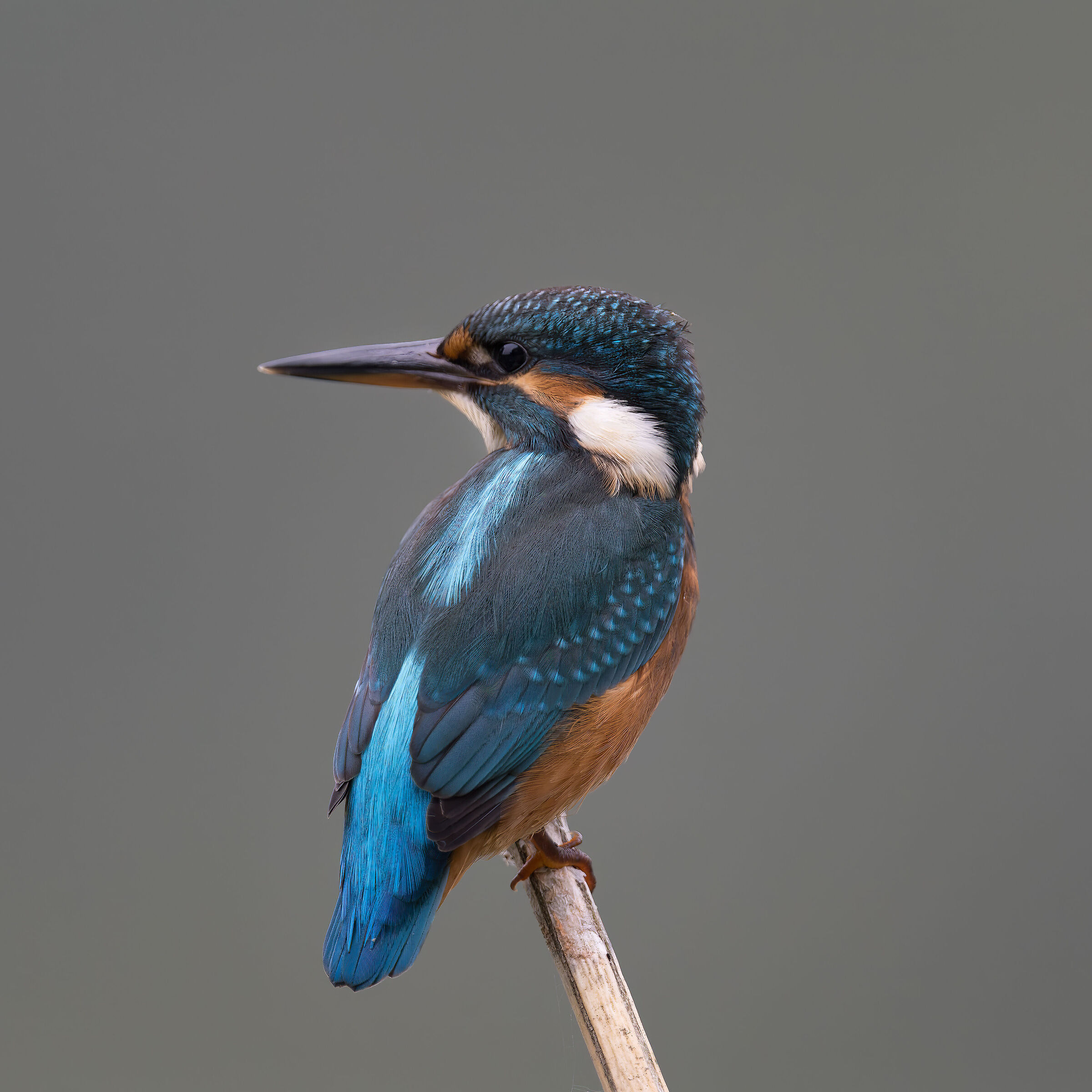 Martin Pescatore - Kingfisher