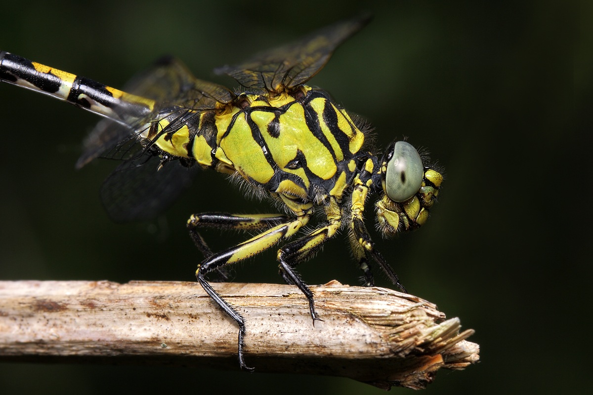 Gomphus vulgatissimus
