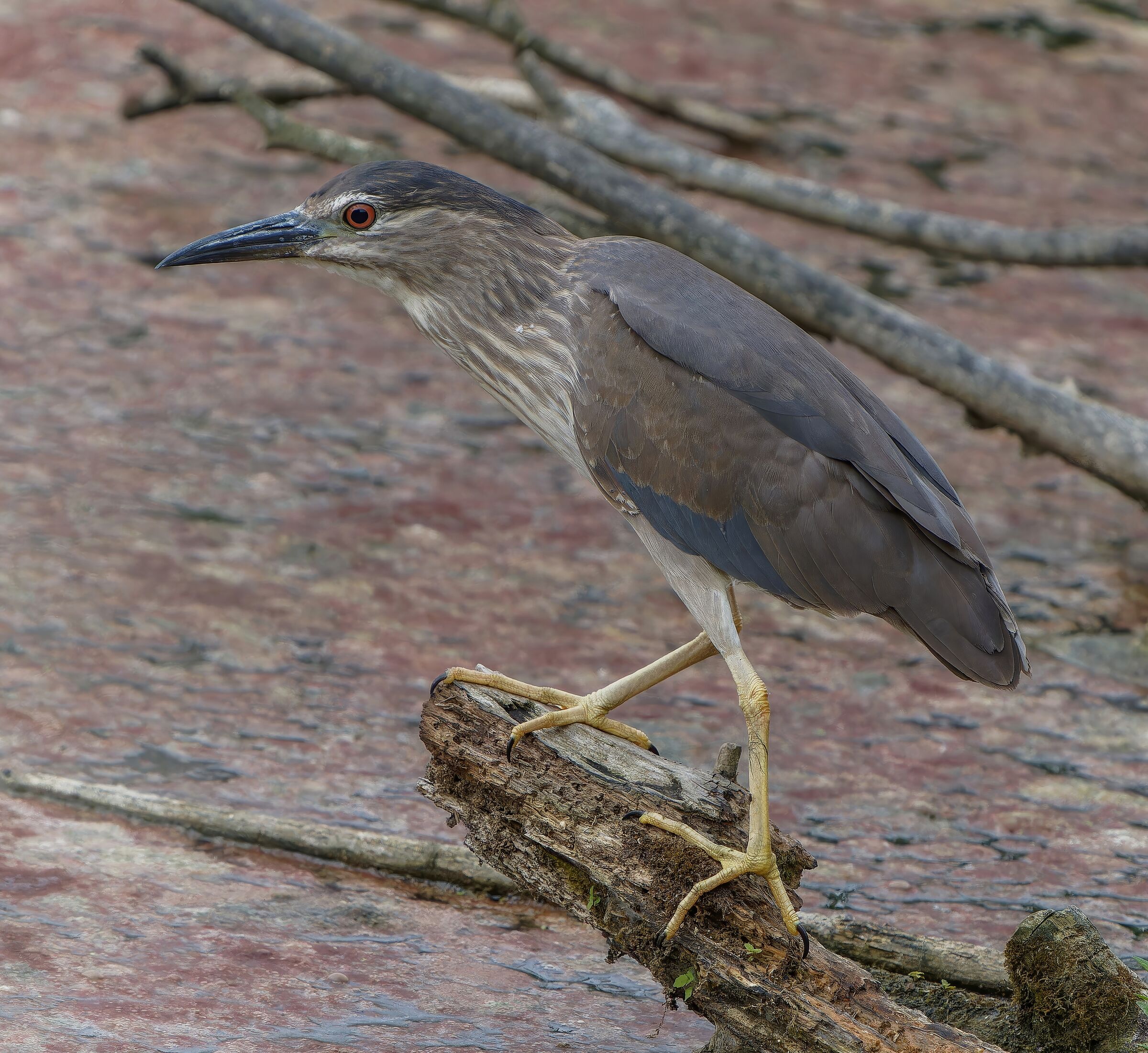 Young Night Heron