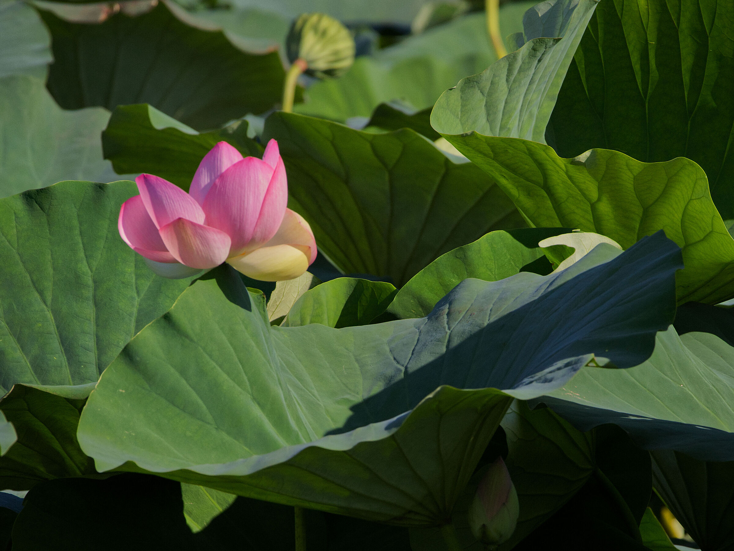 Lotus flower