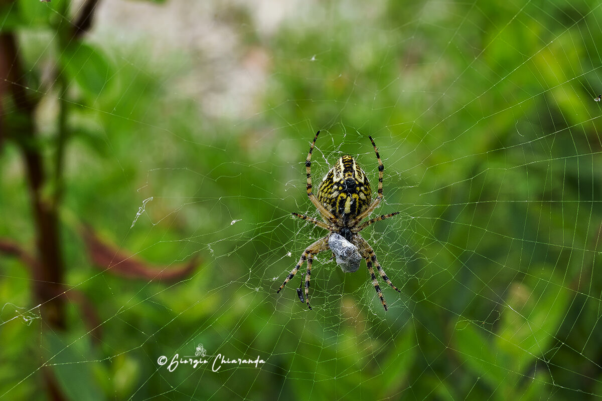 Aculepeira ceropegia