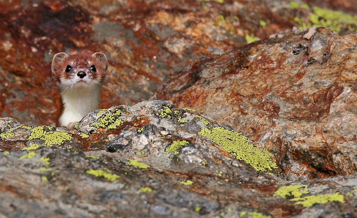 Ermine with lichens